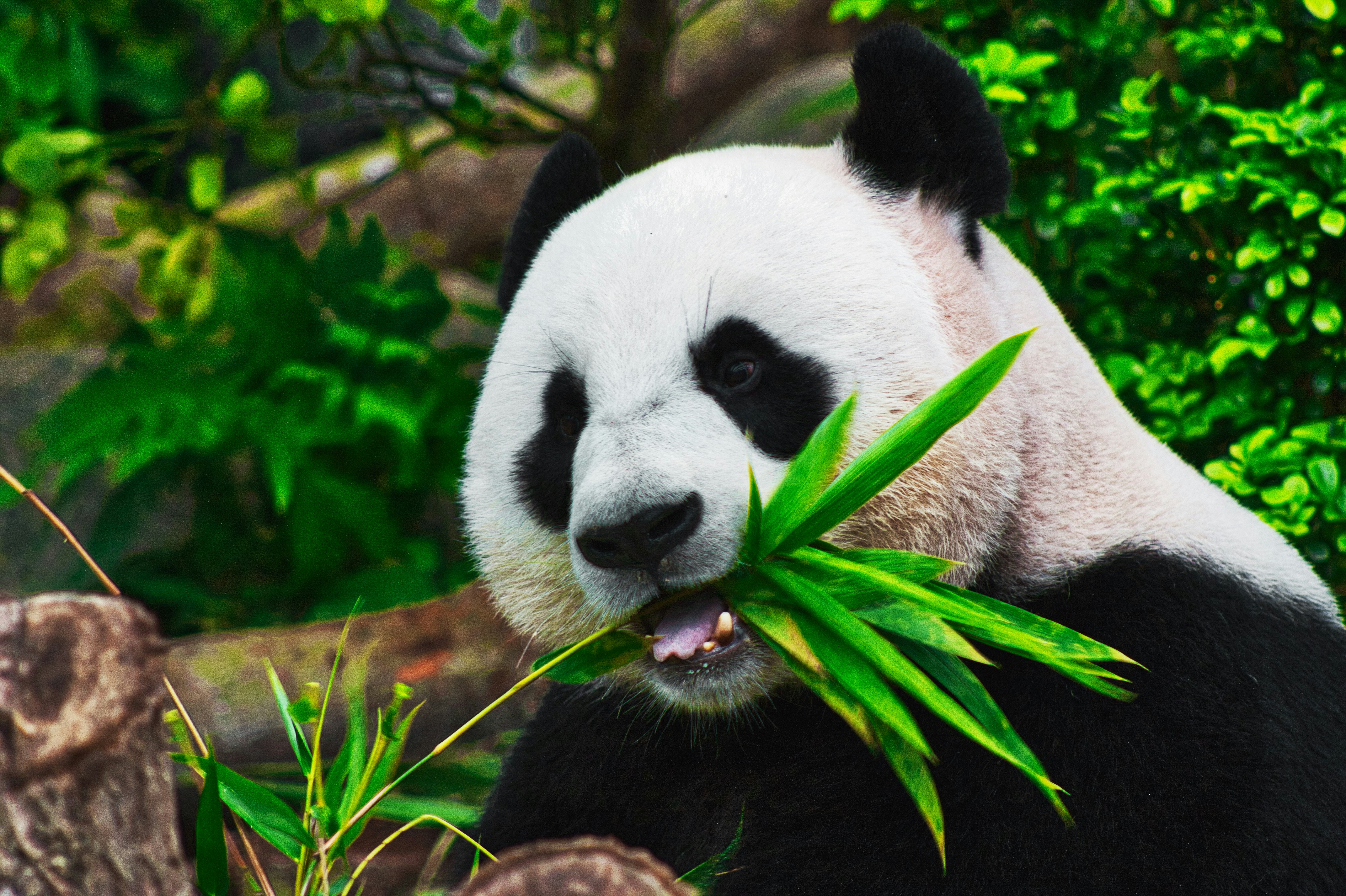 3 trucos de Pandas para limpiar y preparar datos