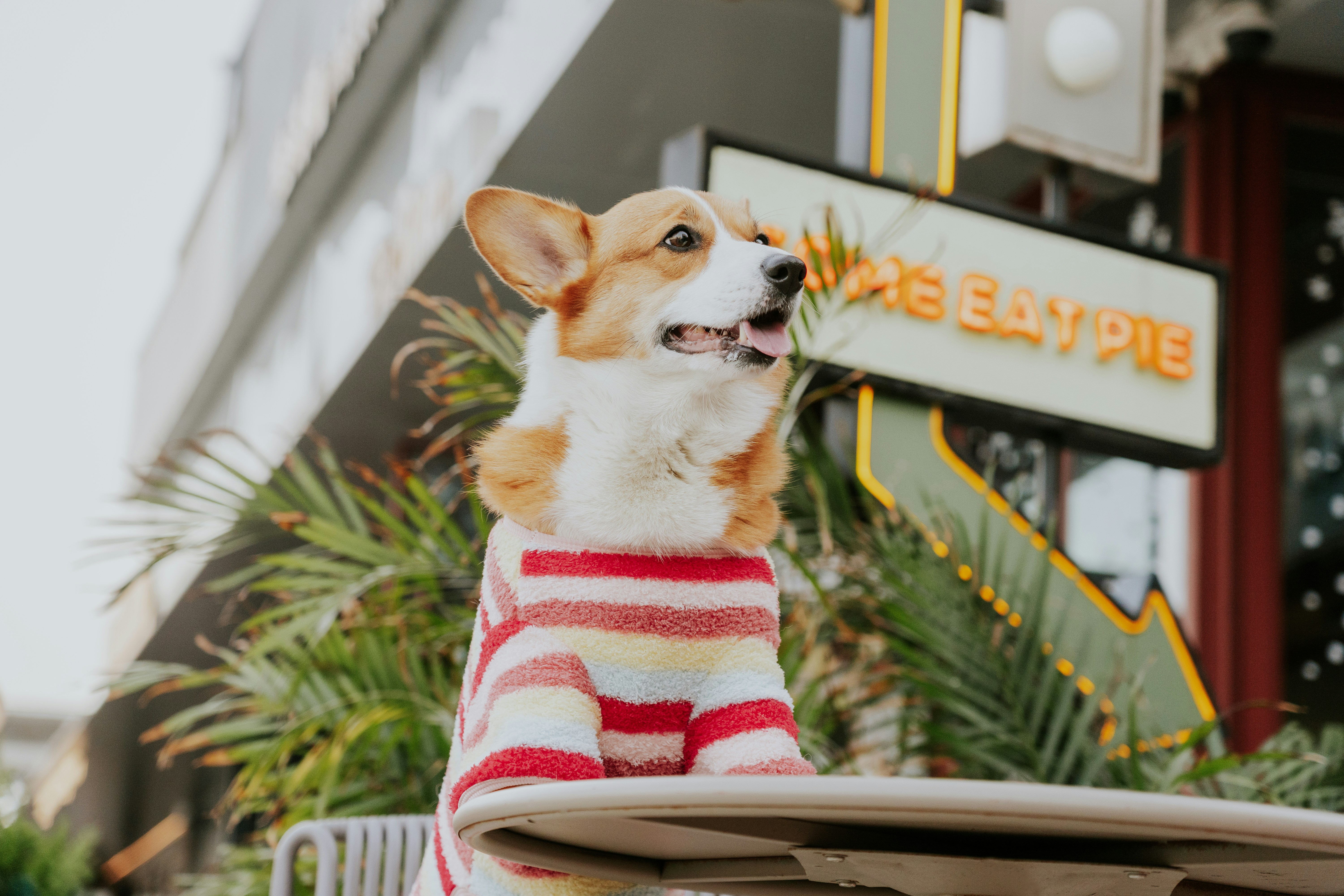 7 de nuestras ofertas favoritas de la venta Pet Days de Amazon