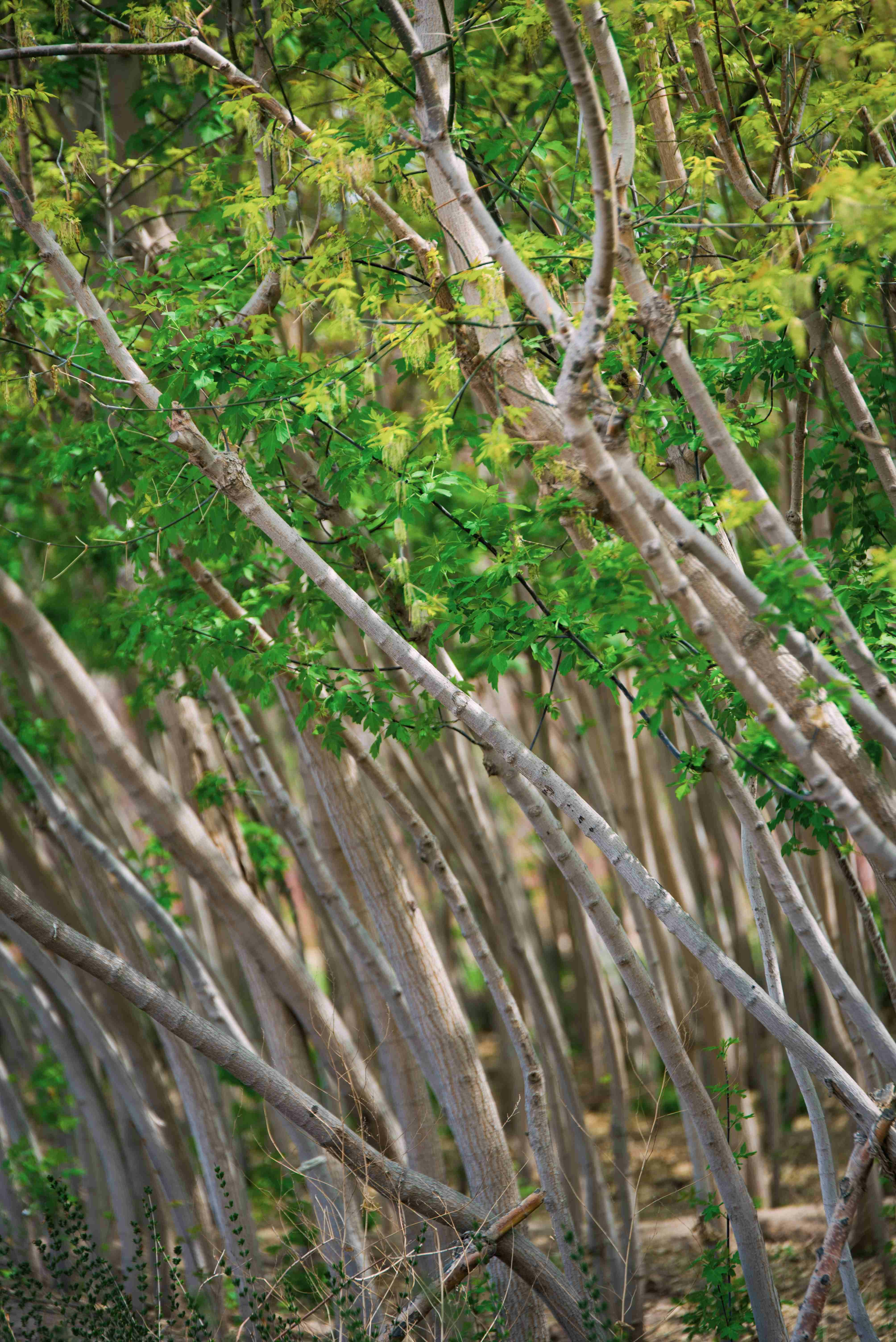 Acelerando la Regresión Regularizada del Kernel de Atención para la Cartografía de Espectro