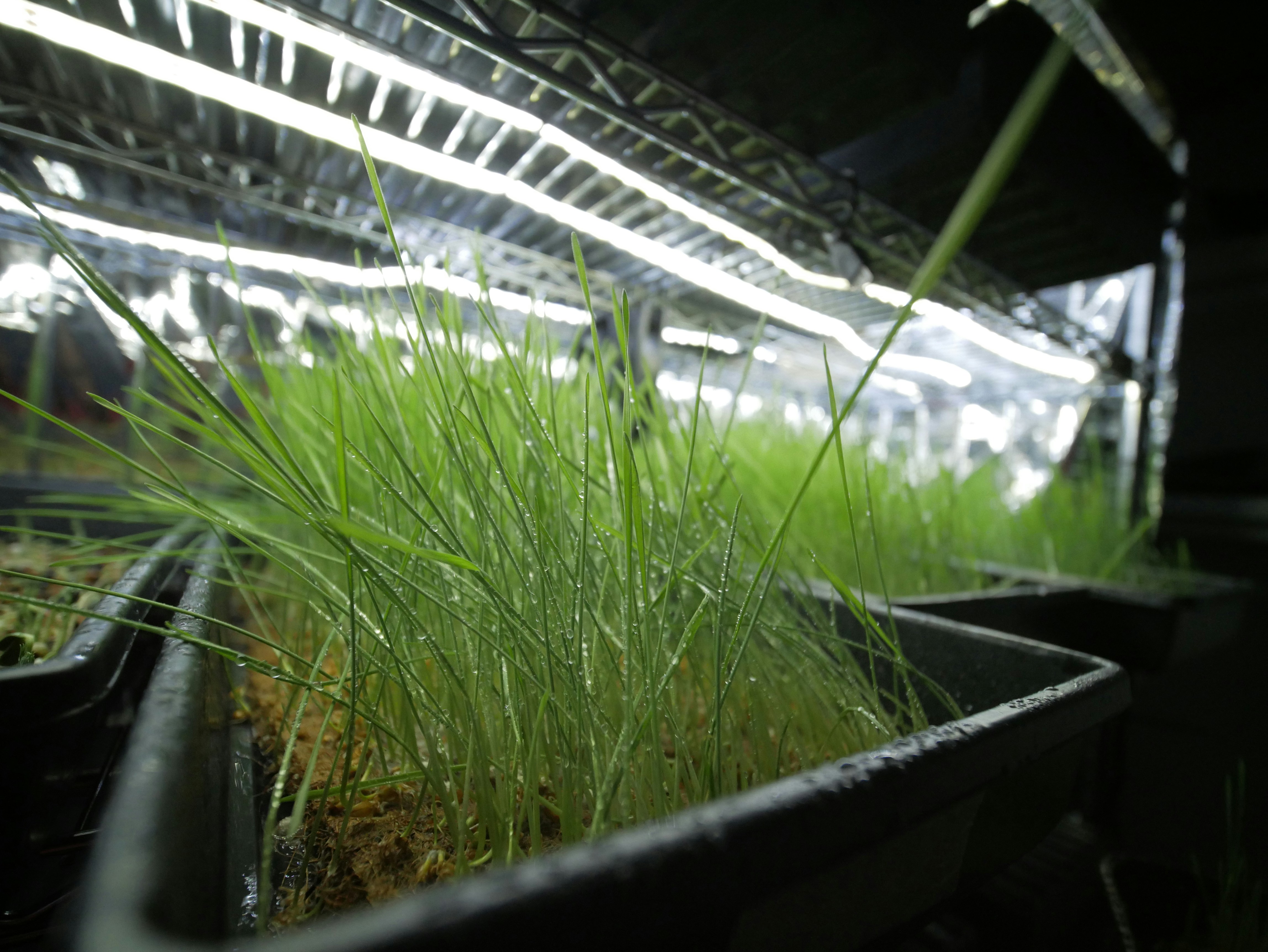 Planificación neuro-simbólica adaptativa para la orquestación de microredes agrícolas inteligentes en pipelines híbridos cuántico-clásicos