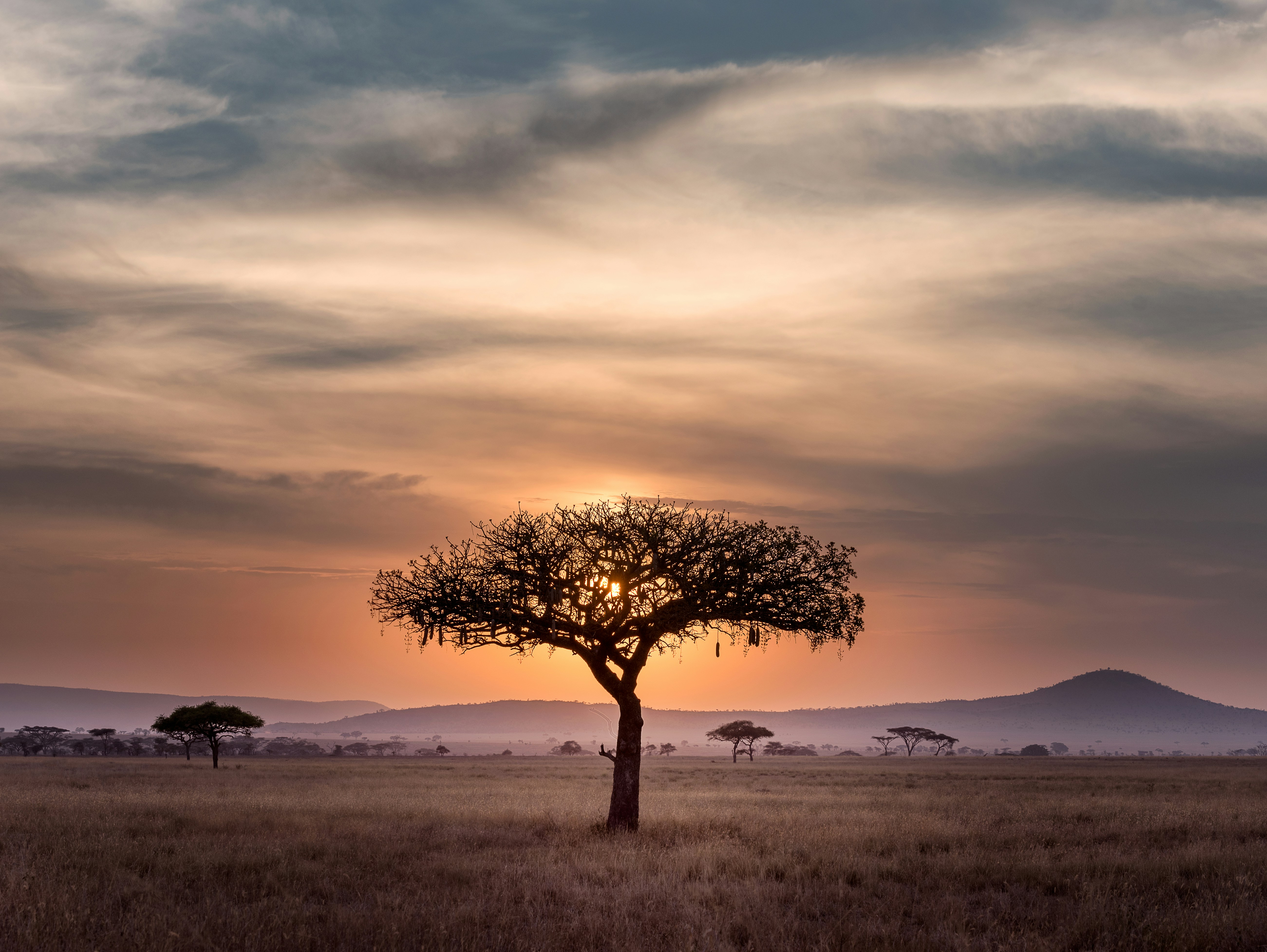 AfriSUD: Treebanks para evaluar modelos en lenguas africanas