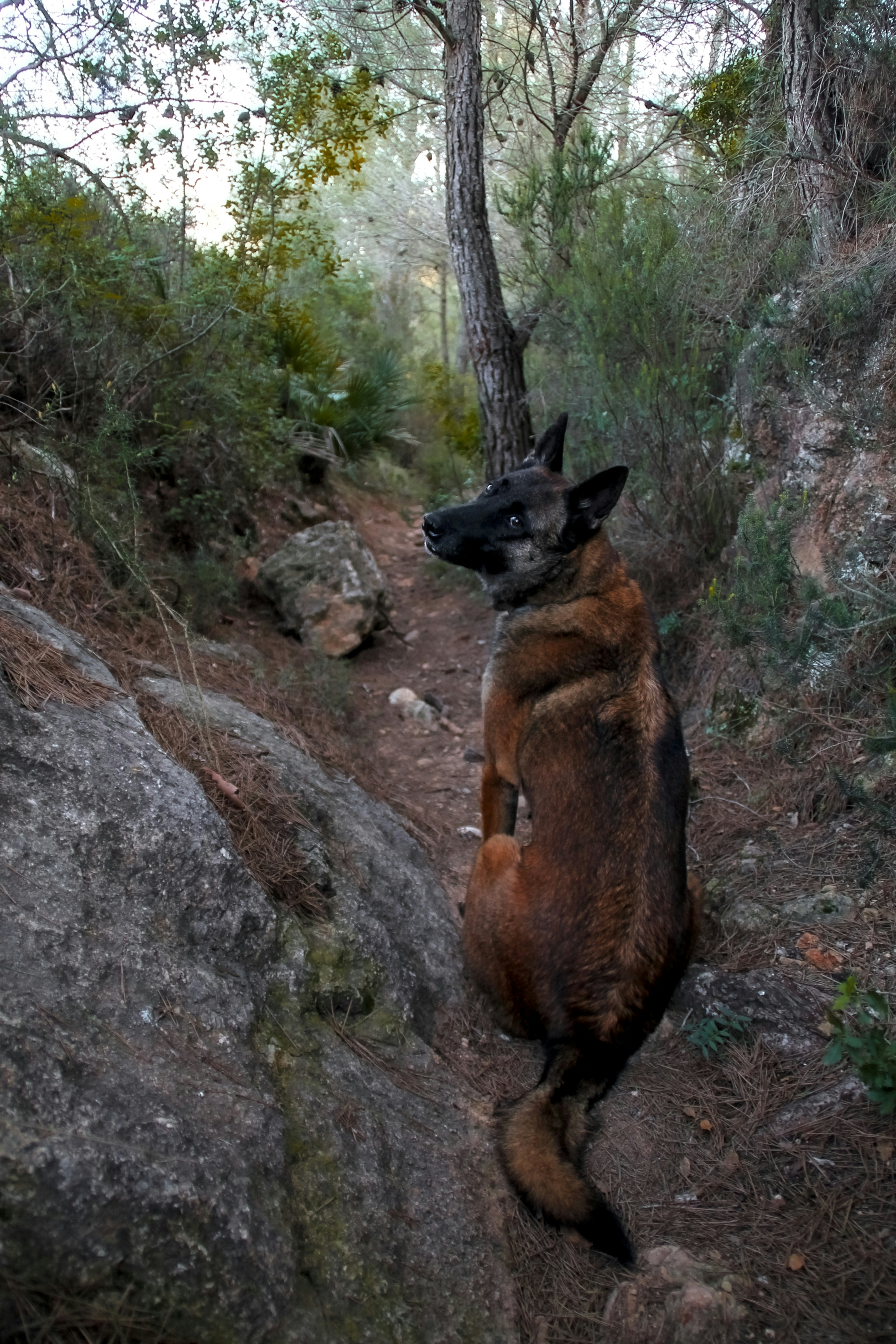 AgentDoG 1.5: Un marco de alineación ligero y escalable para la seguridad y protección de los agentes de IA