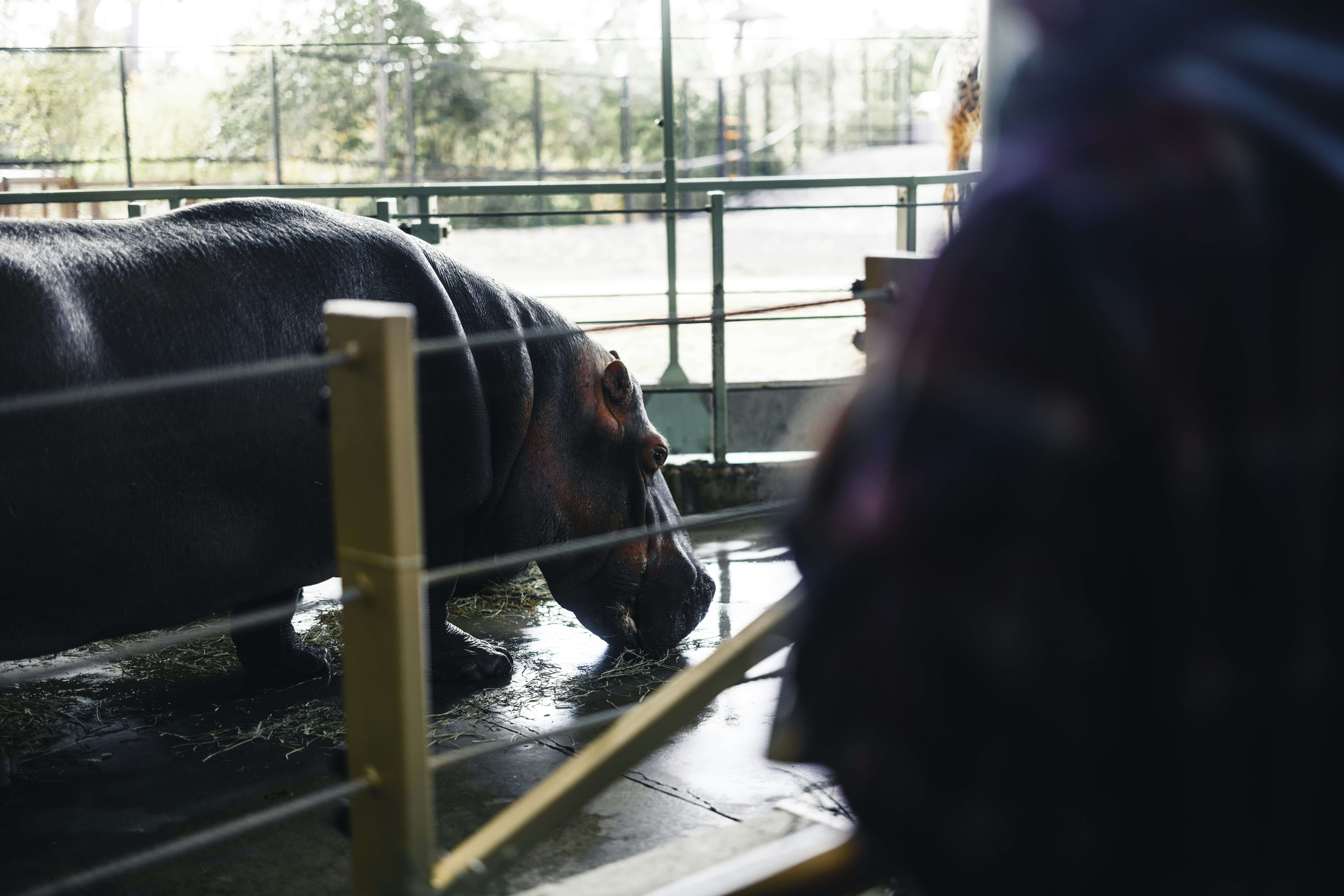 Tu agente de IA de viajes y el bienestar animal: un nuevo benchmark