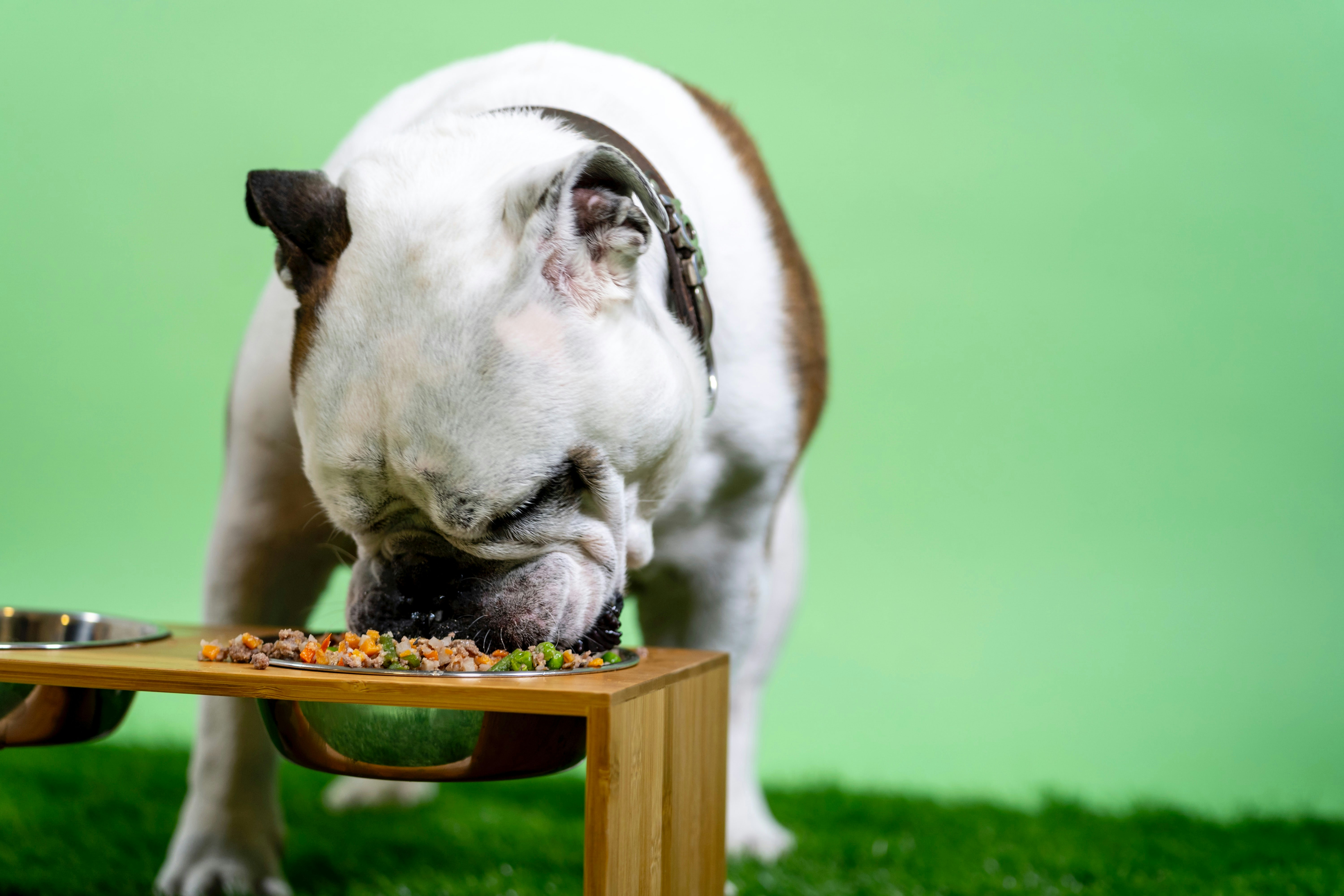 Comida para perros tan nutritiva que está construyendo el futuro de los SDLC