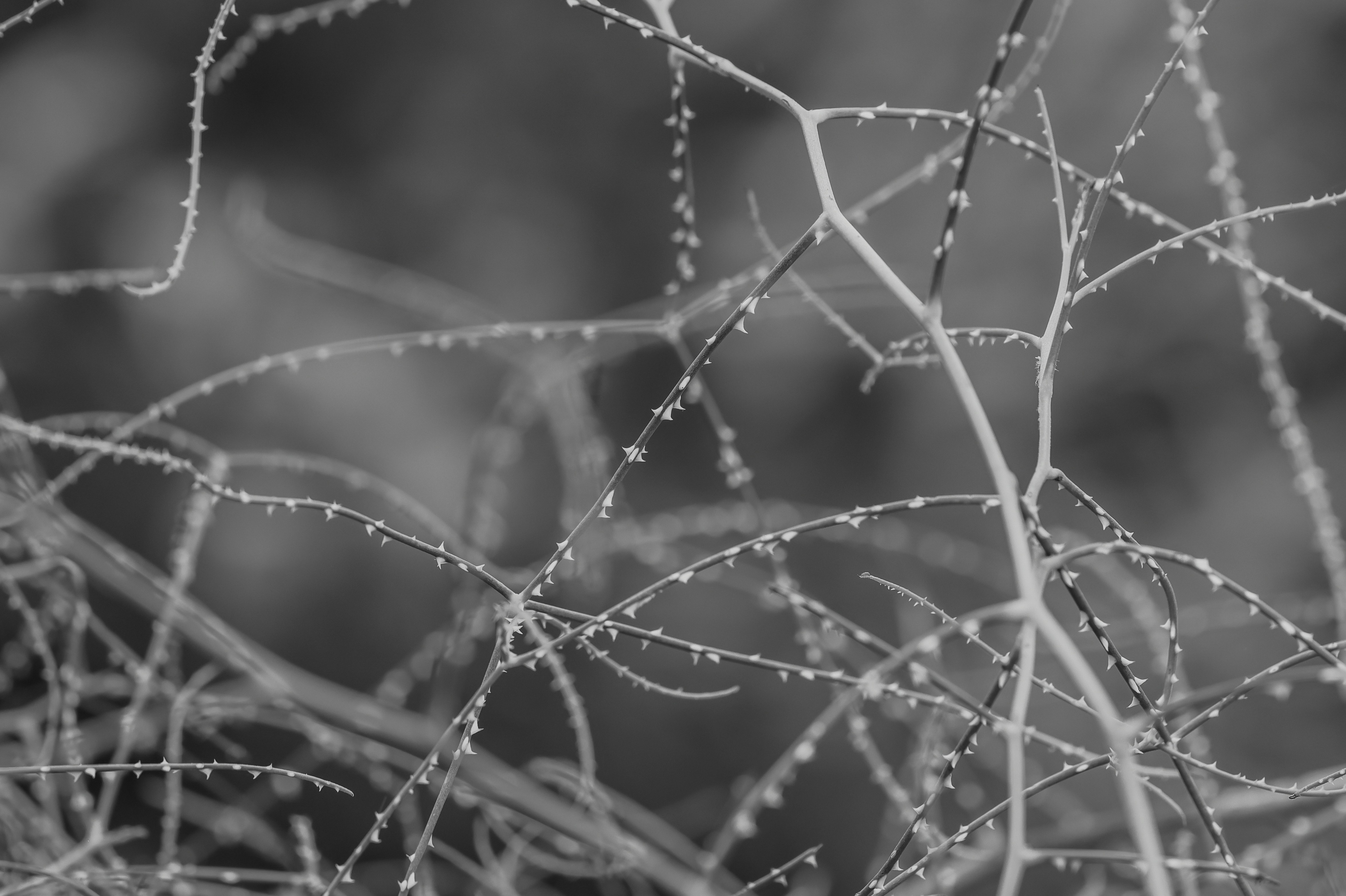 Redinámica de redes micorrízicas e mobilización de fósforo a través de celdas electrochemicas microbianas (CEMs)