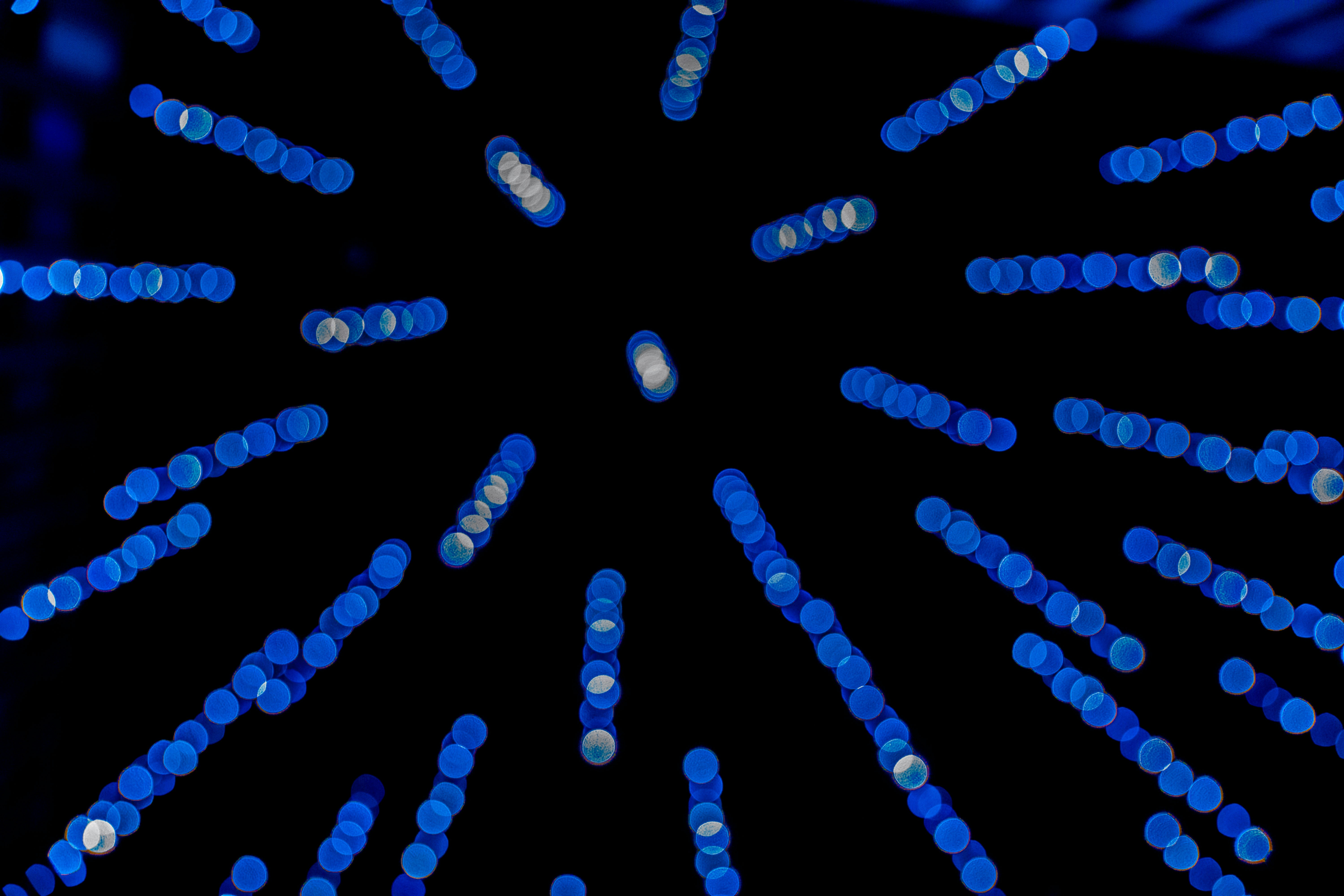 Reconstrucción de botellas de población antiguas a través de la inferencia bayesiana de haplogrupos del cromosoma Y