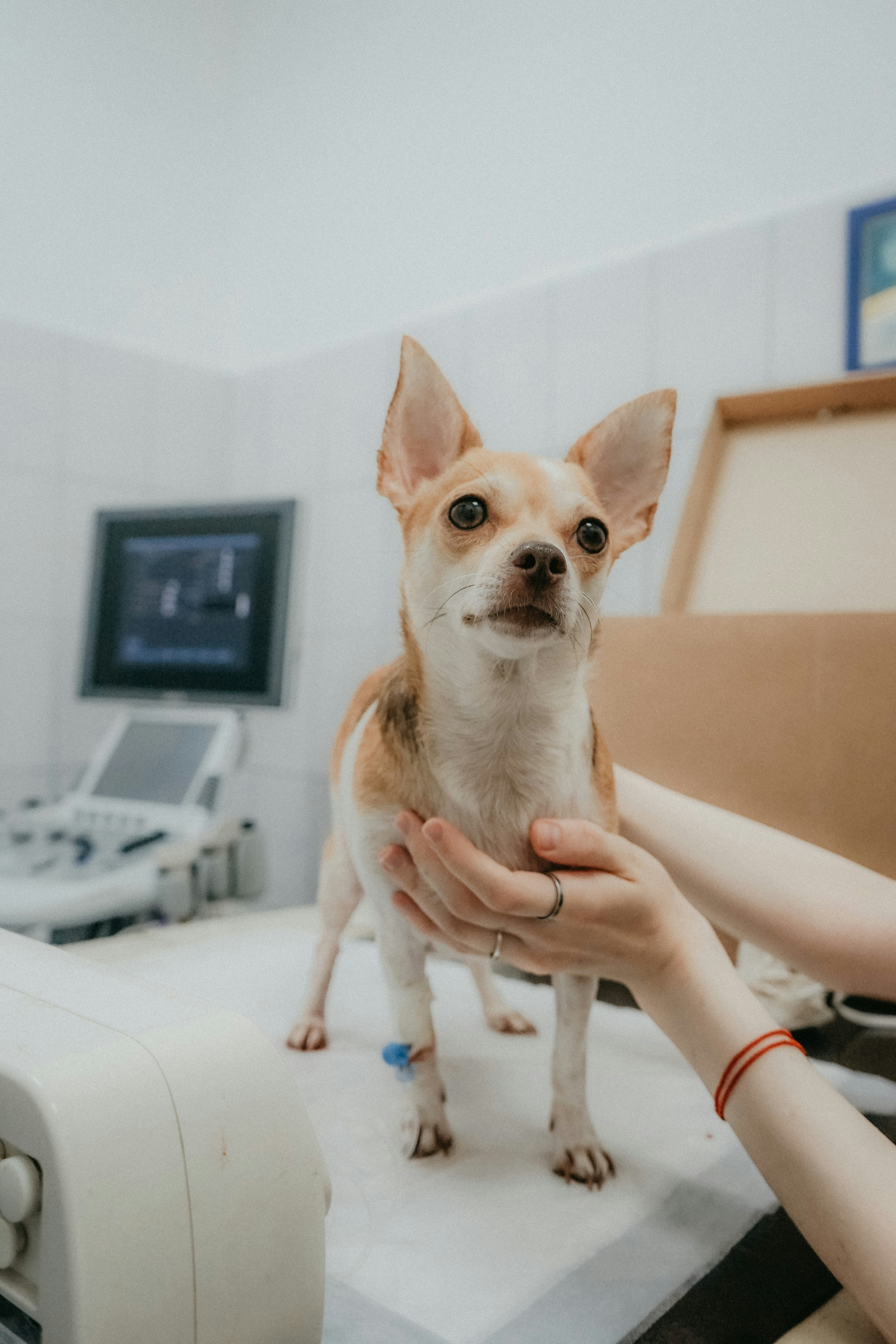 Análisis no supervisado de patrones en toxicología veterinaria japonesa