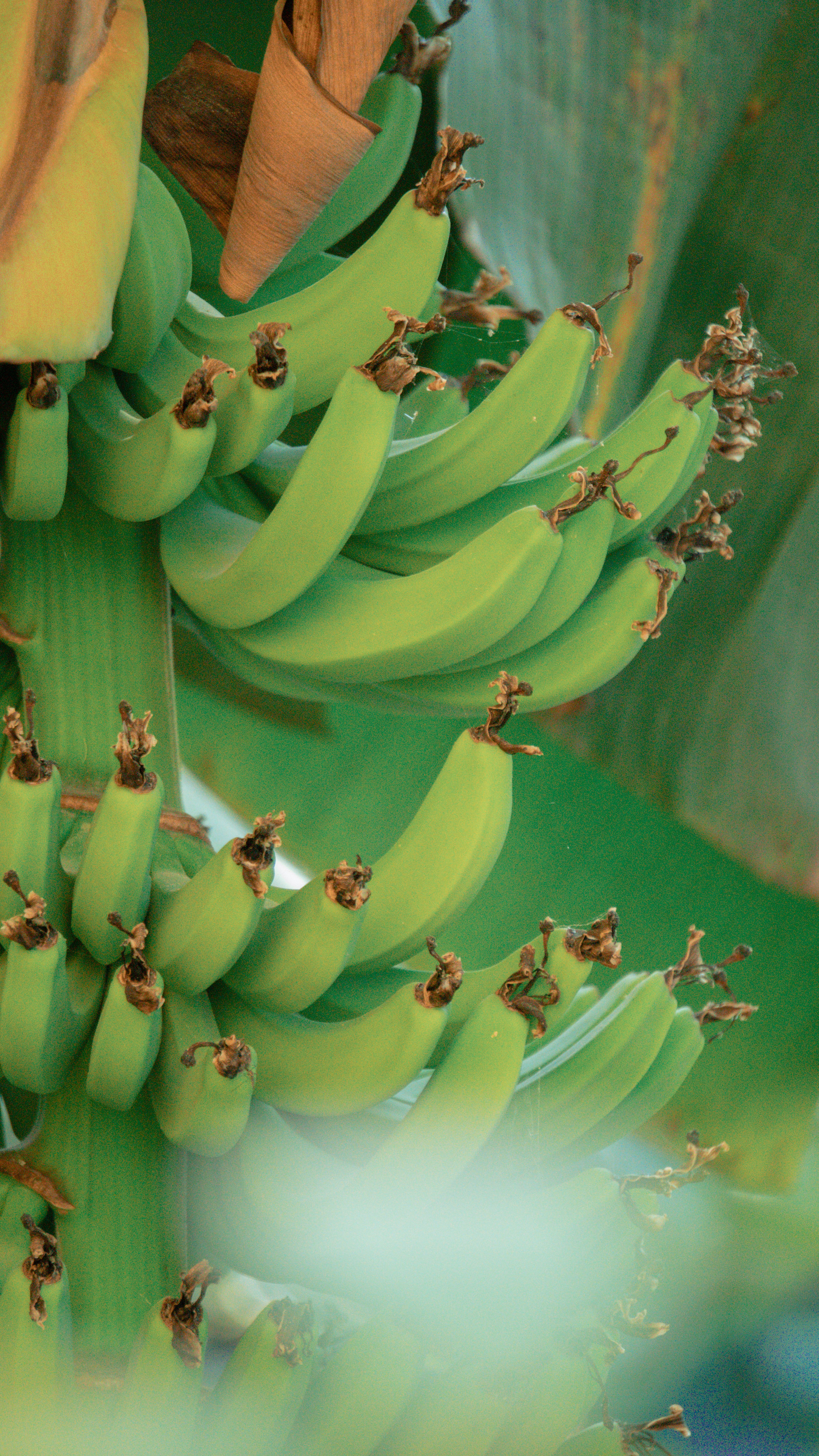 El enfrentamiento completo entre Nano Banana y Seedream 4.0: ¿Qué API de imágenes de IA gana para tu próxima aplicación SaaS?