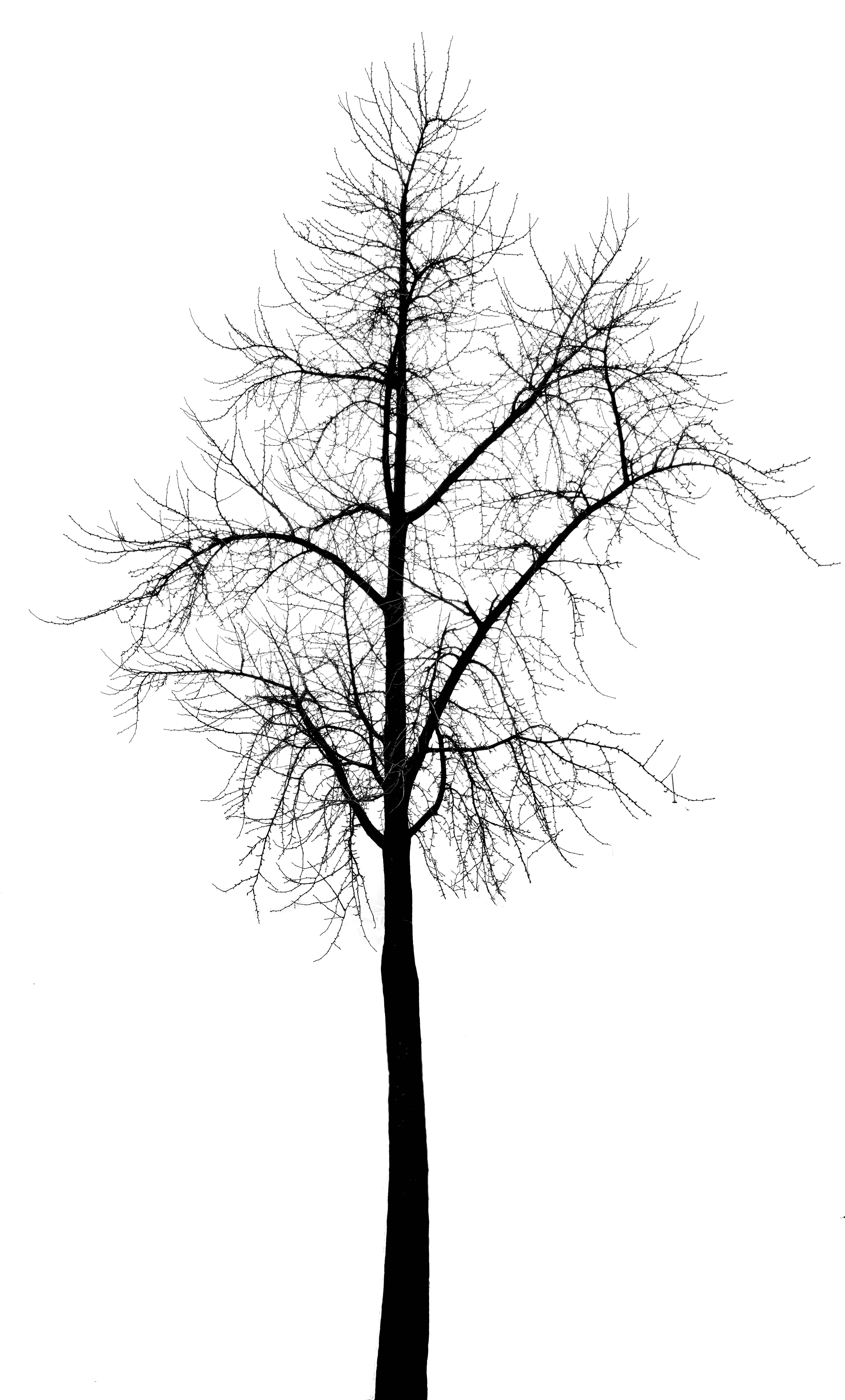 ¿Cómo puedo aplicar la coloración bipartita a un árbol no dirigido en JavaScript?