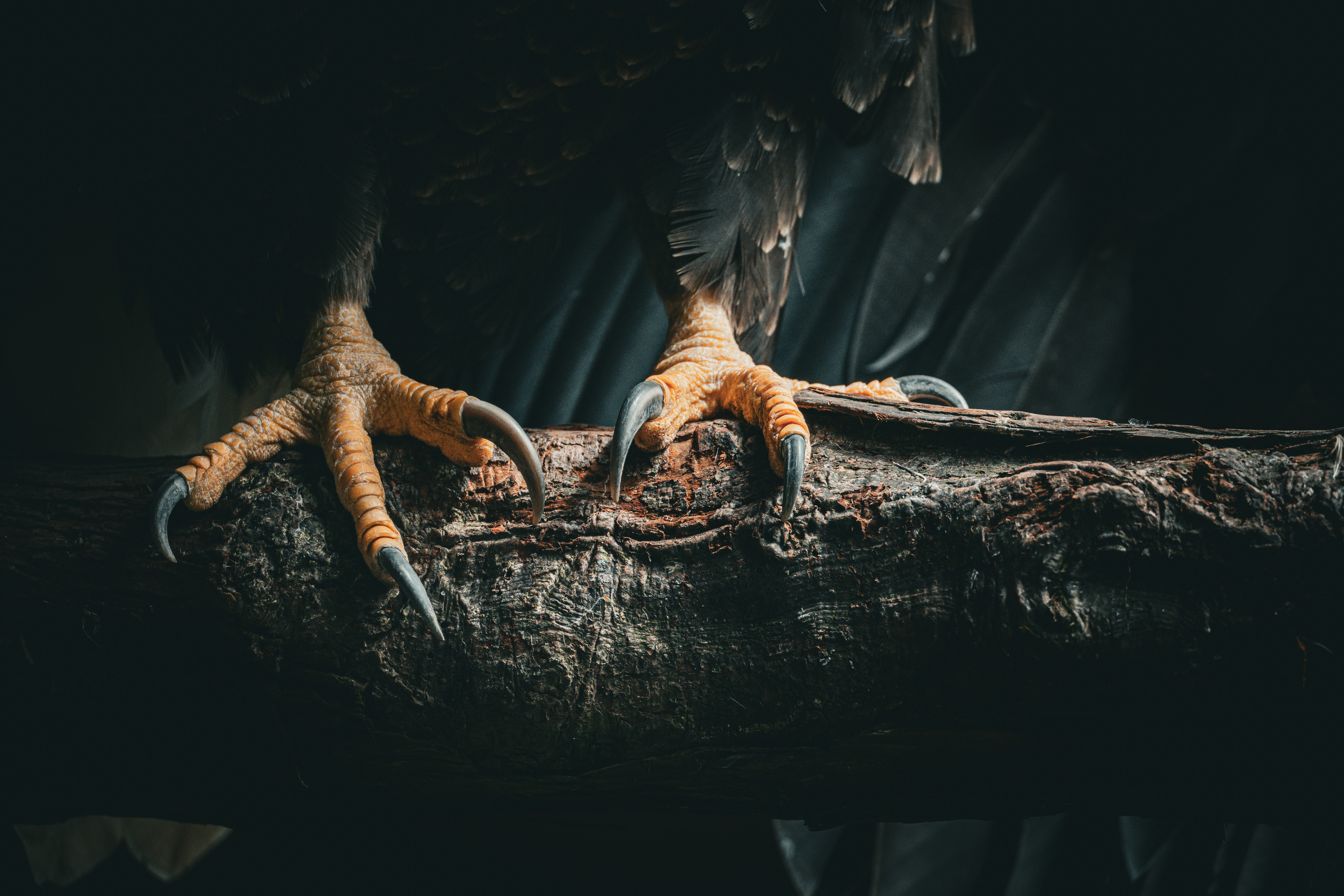 Evalúa Tarantulahawk