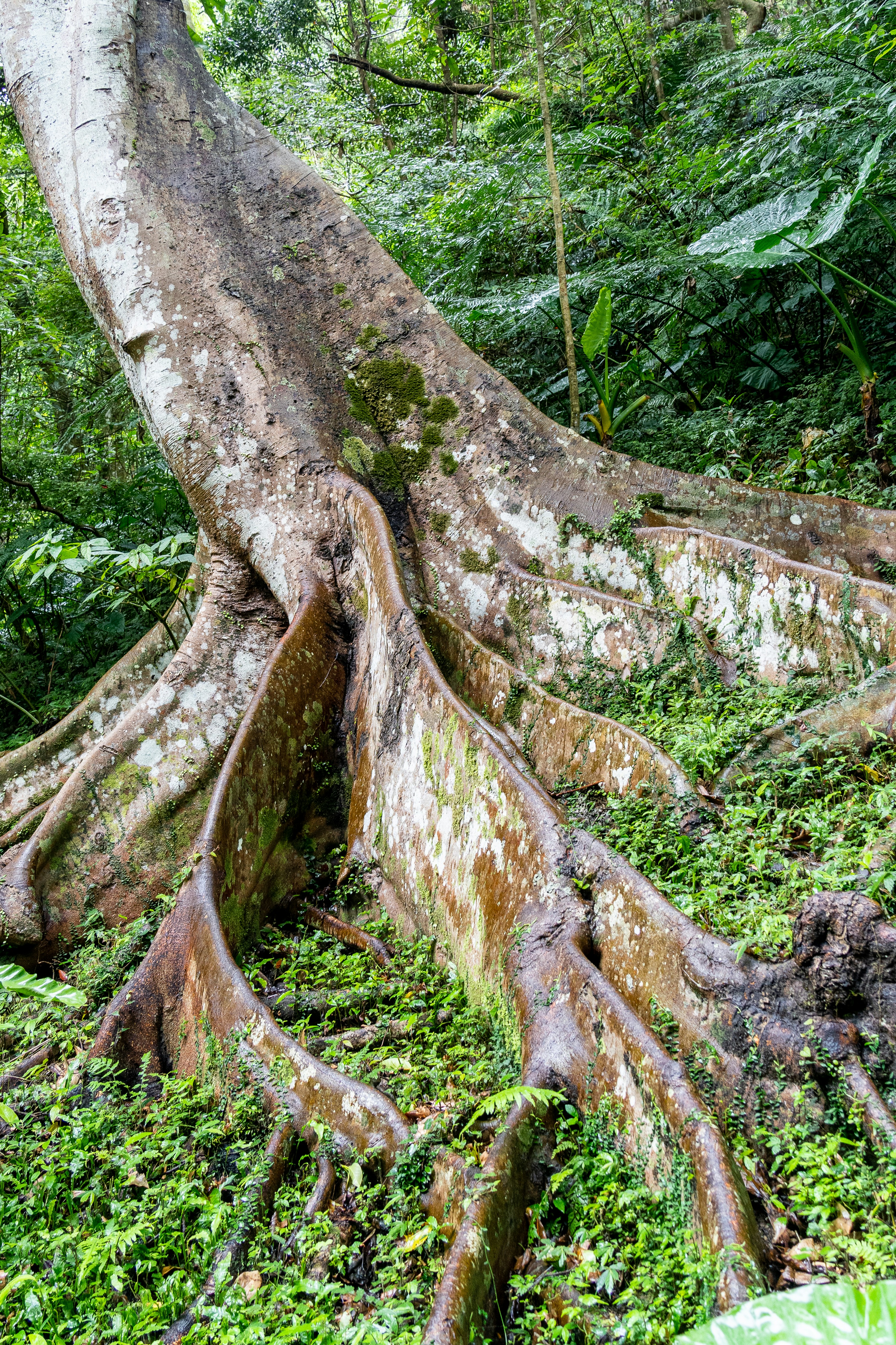 Dentro del ecosistema Mutuum Finance