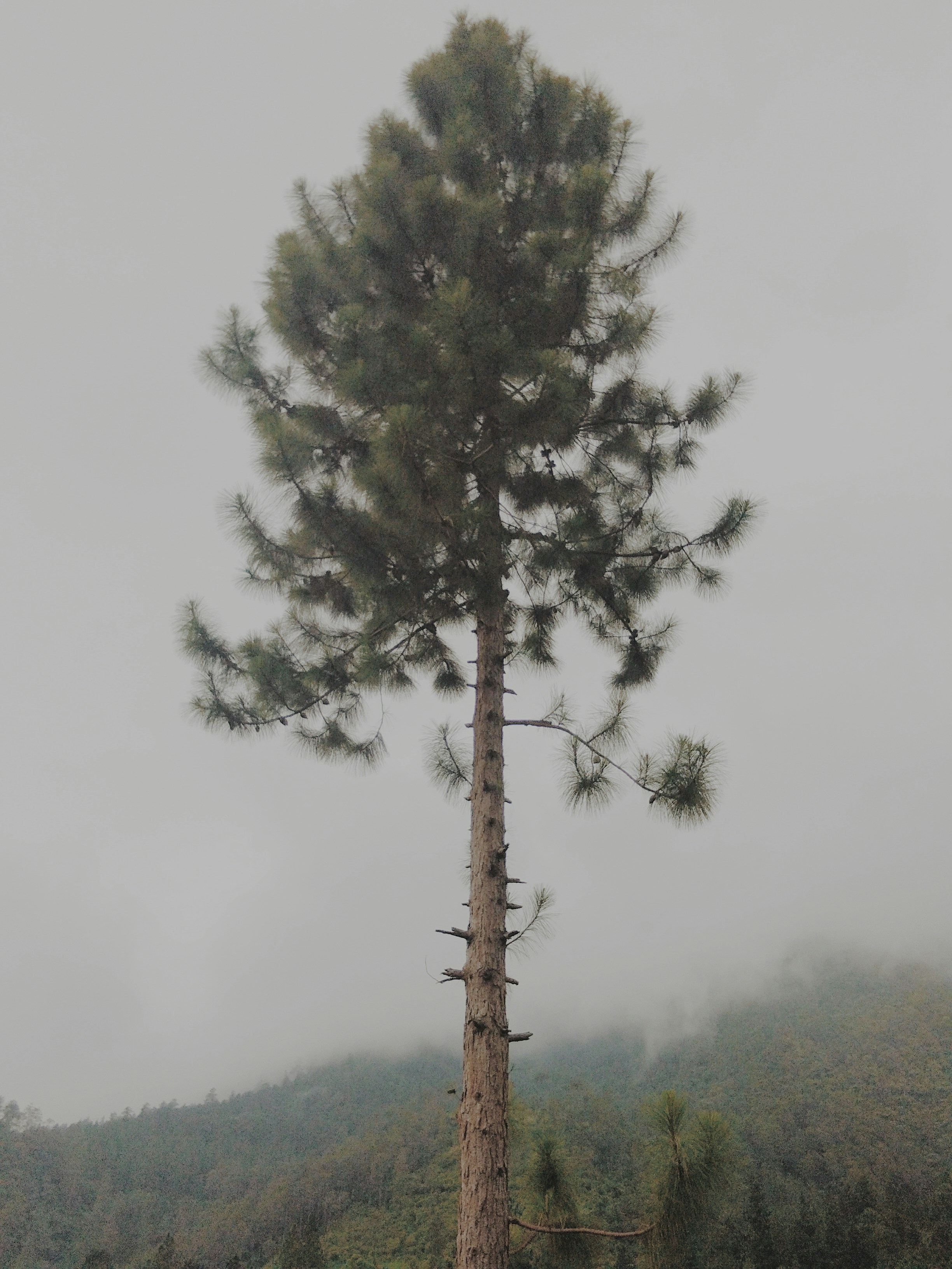 Aproximación de factor constante para el árbol de decisión uniforme