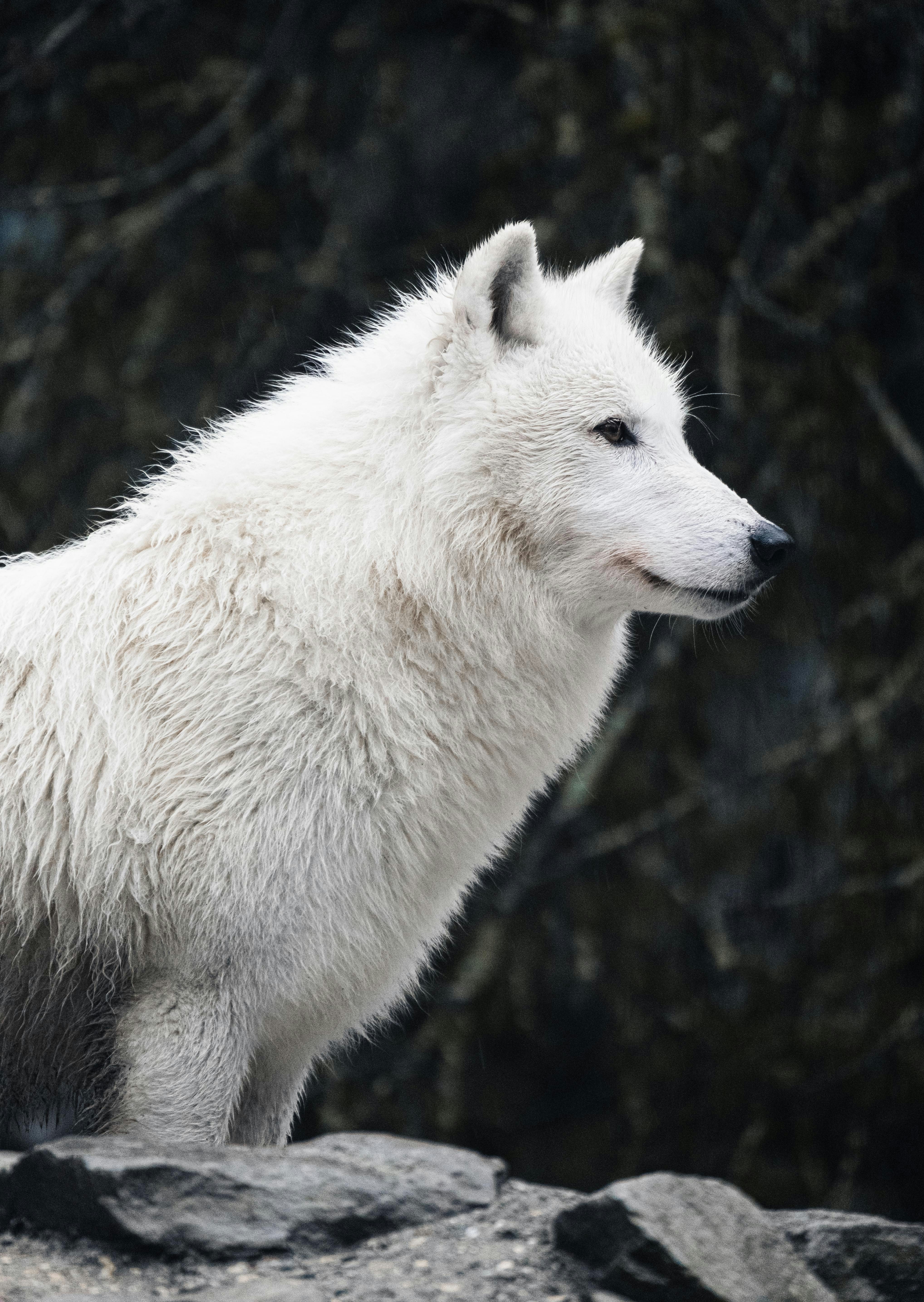 Arctic Wolf echa a 250 empleados de la manada para ahorrar dinero para la IA