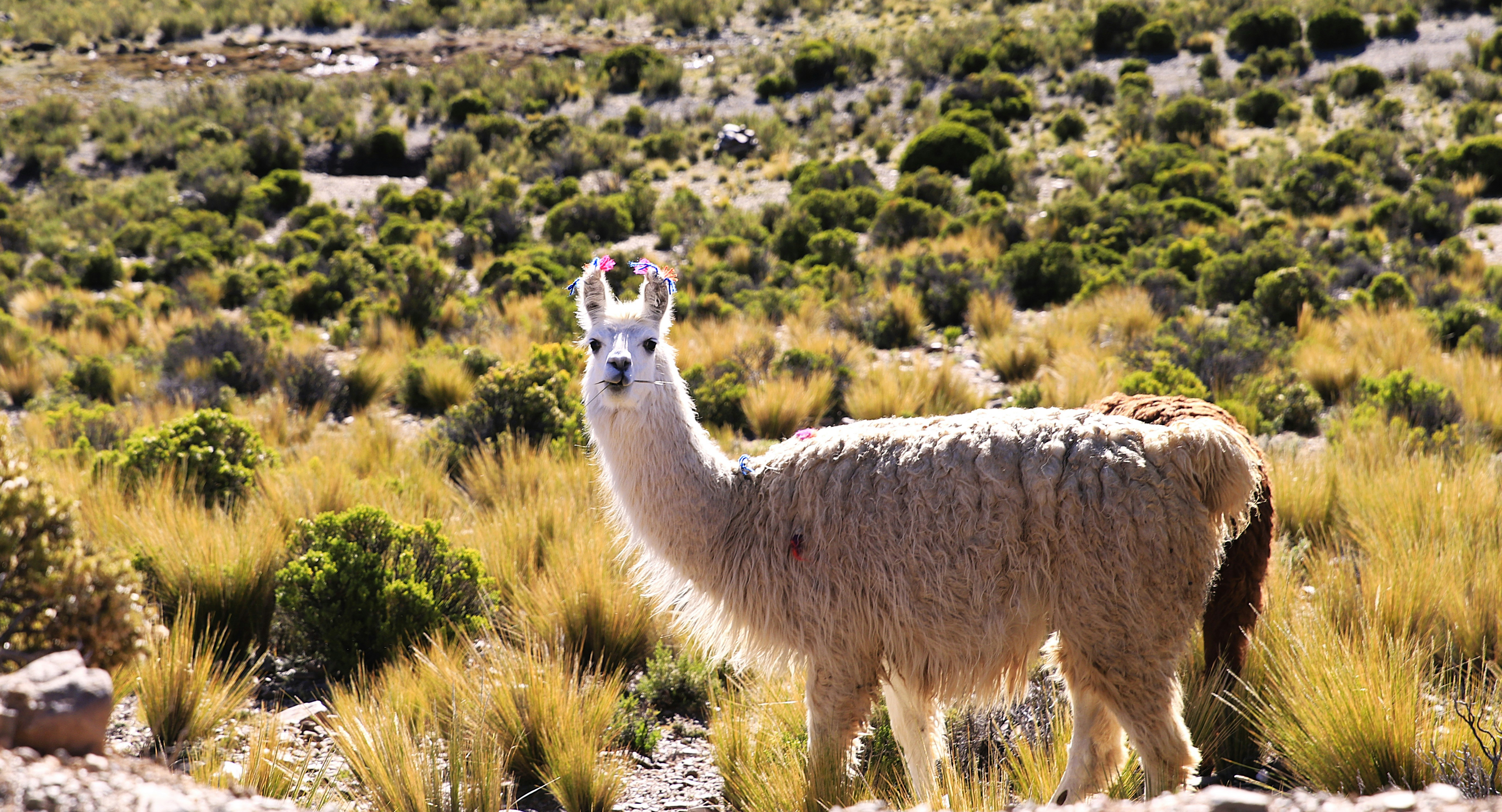 Aritmética en estado salvaje: Llama usa la suma en base 10 para razonar sobre conceptos cíclicos