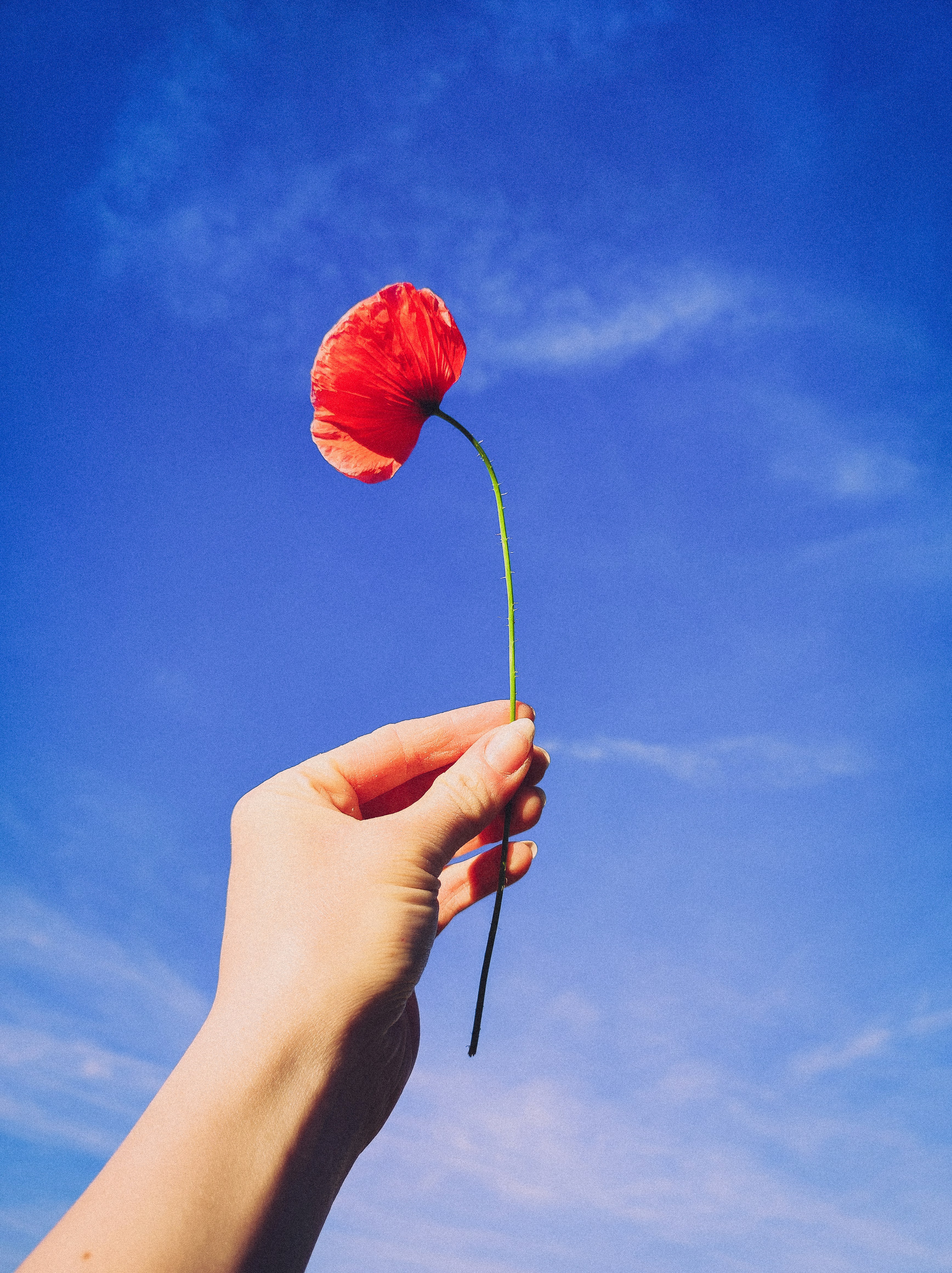 Poppy presenta un asistente de IA proactivo para ayudarte a organizar tu vida digital