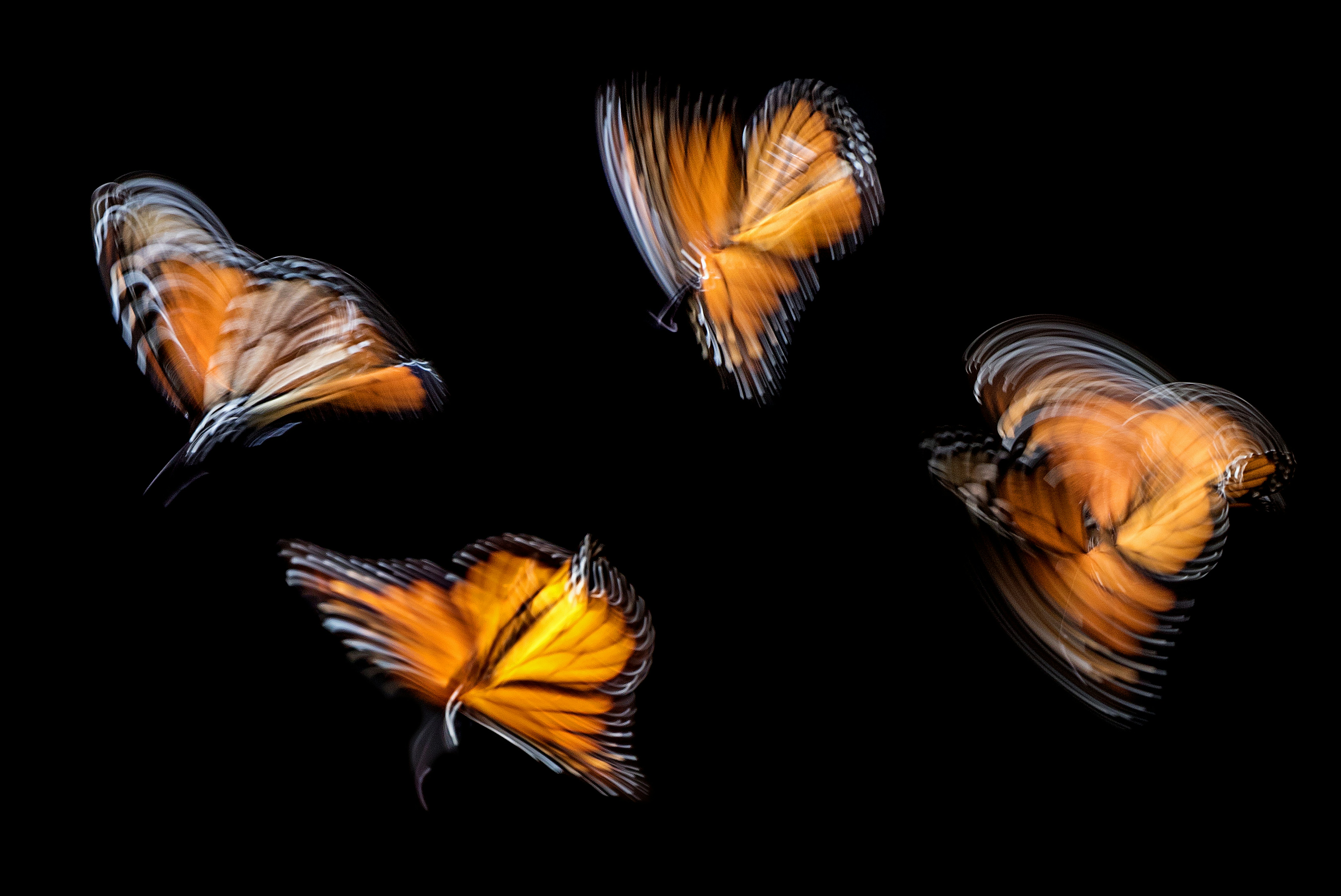 Atractor de Lorenz: la mariposa del caos y la belleza del desorden