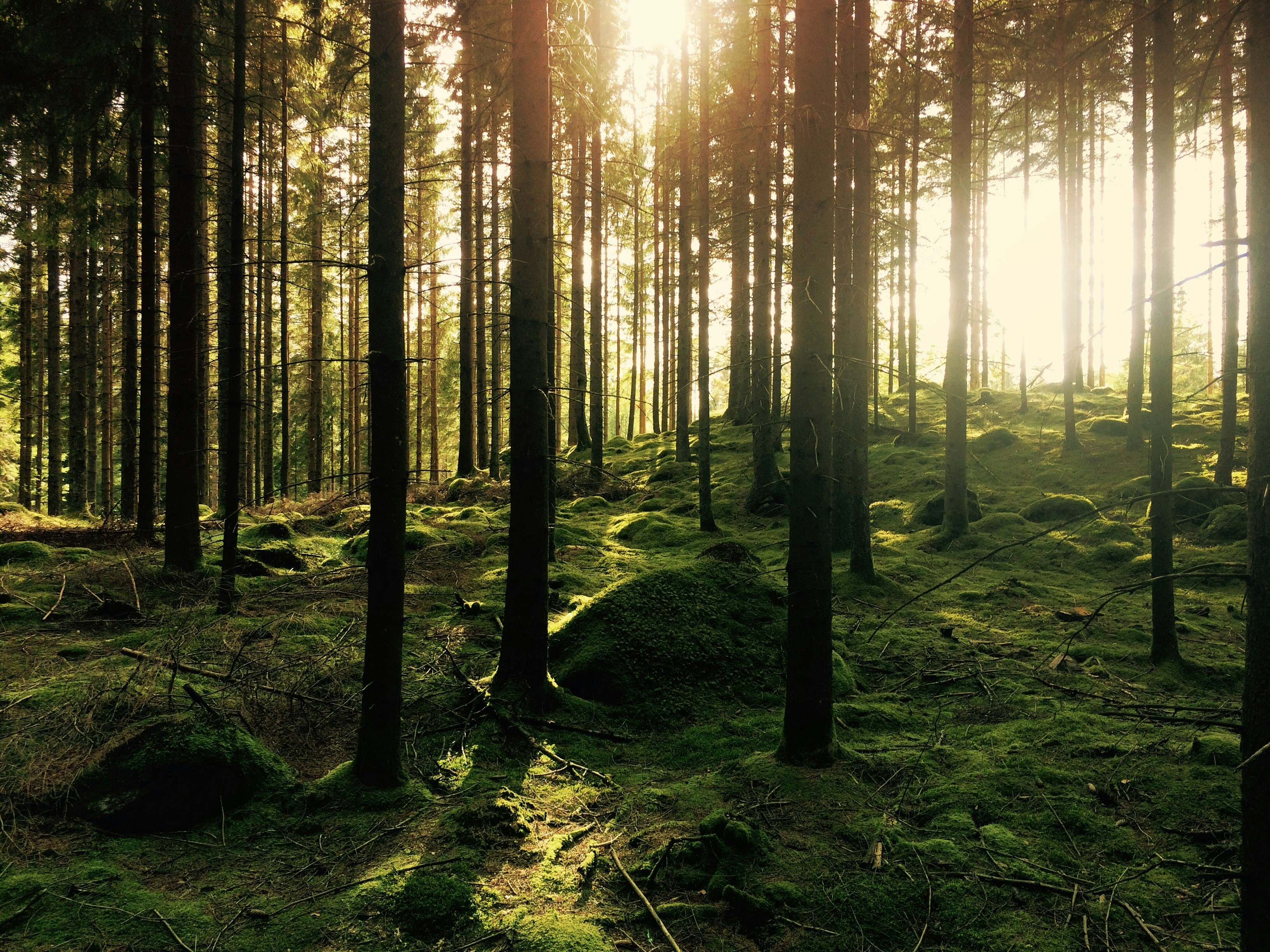 Bosques aleatorios proyectados y predicción conforme para datos circulares