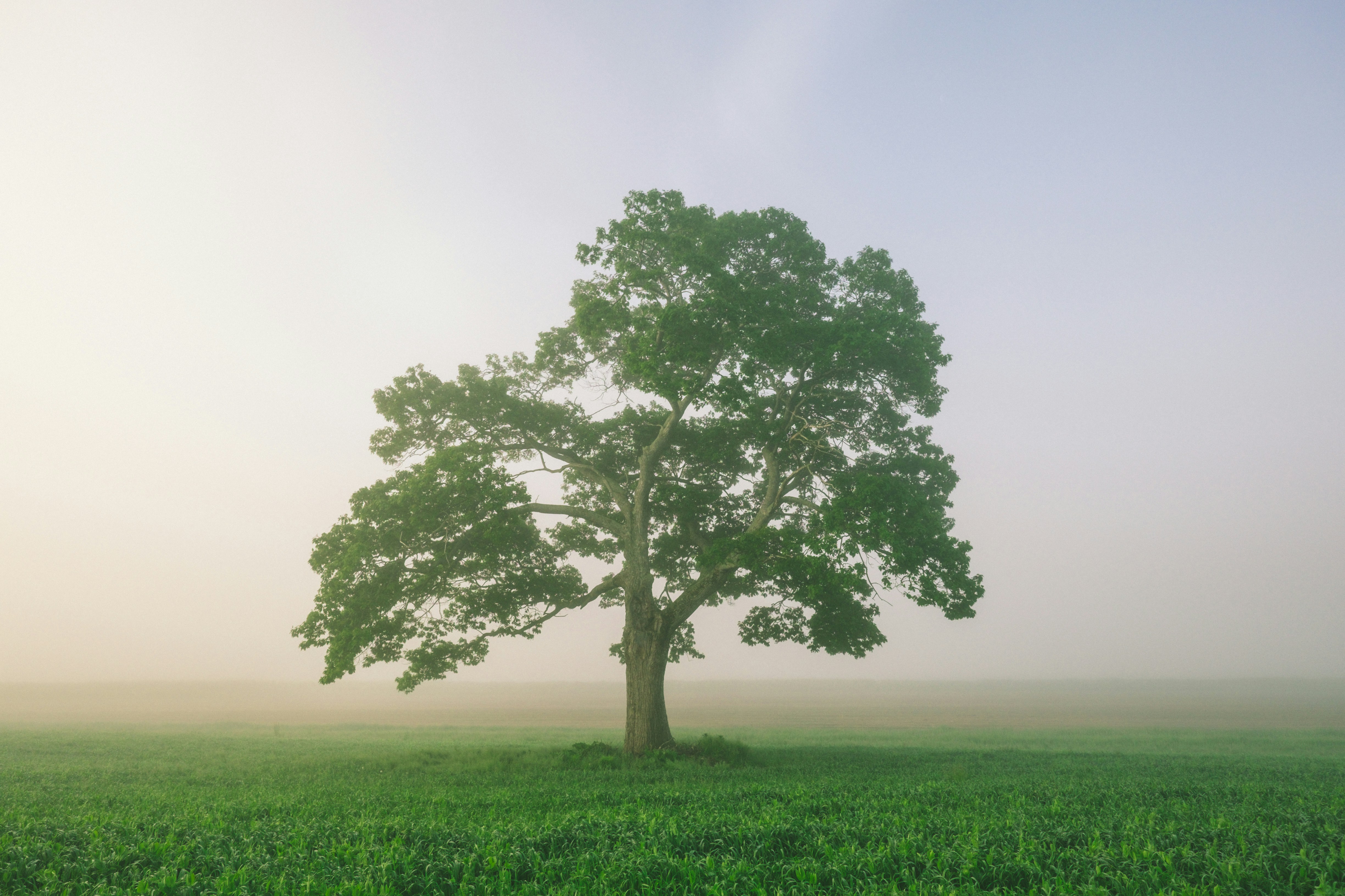 Branch-and-Browse: Exploración web eficiente con razonamiento en árbol