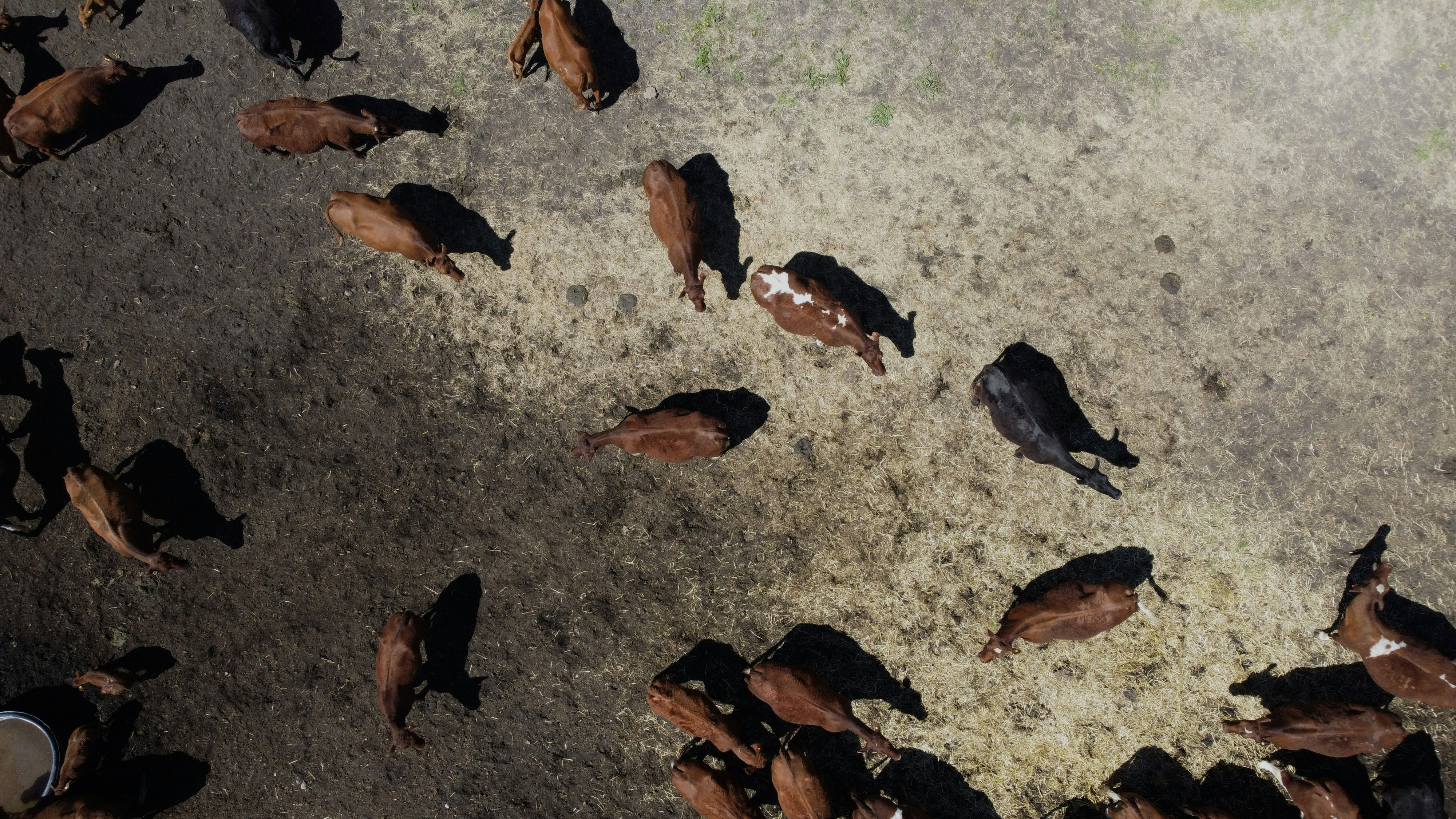CAFOSat: Dataset anotado para mapeo de CAFO con imágenes de alta resolución