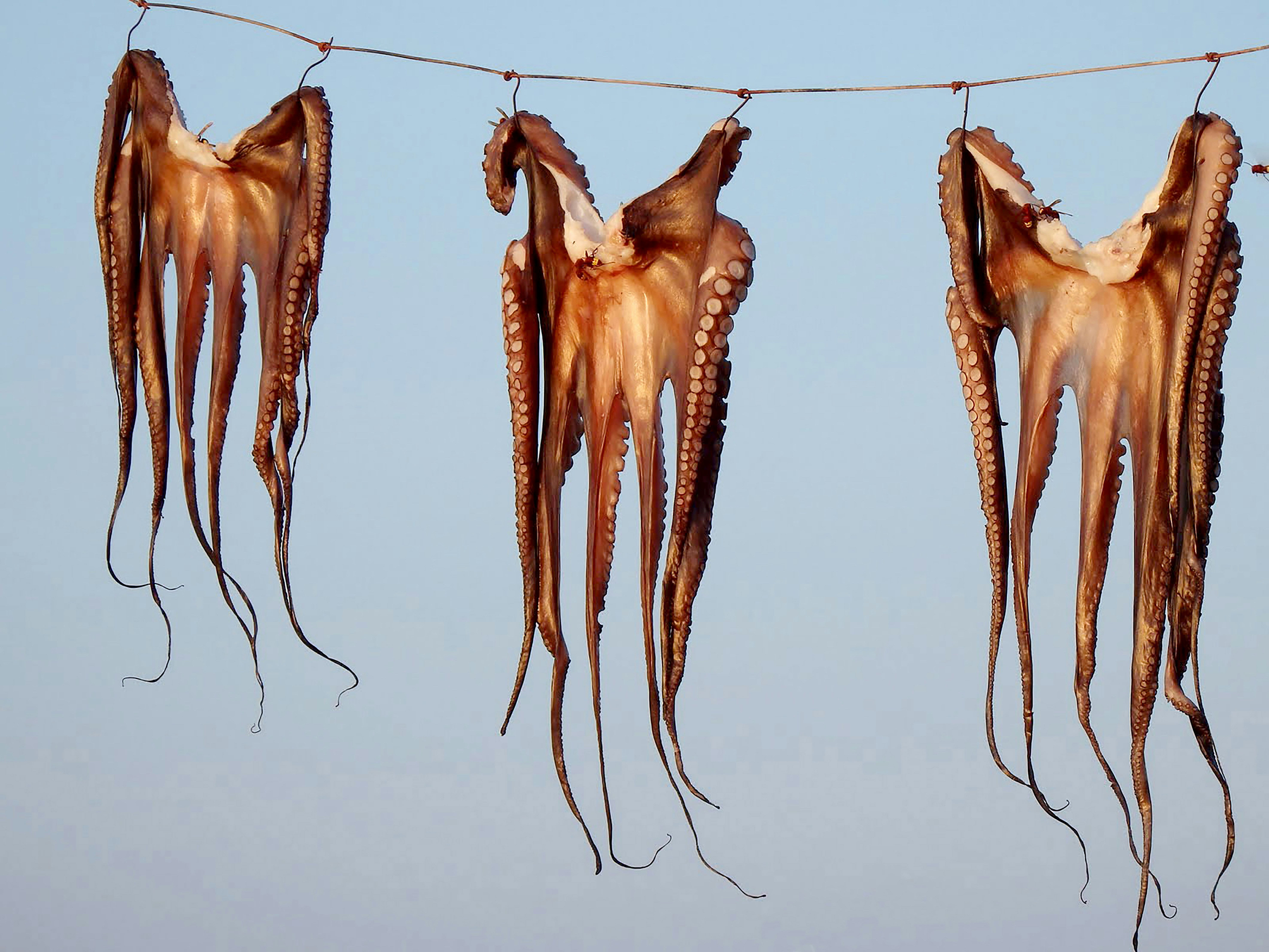 Blog de calamares del viernes: Calamar de aletas grandes