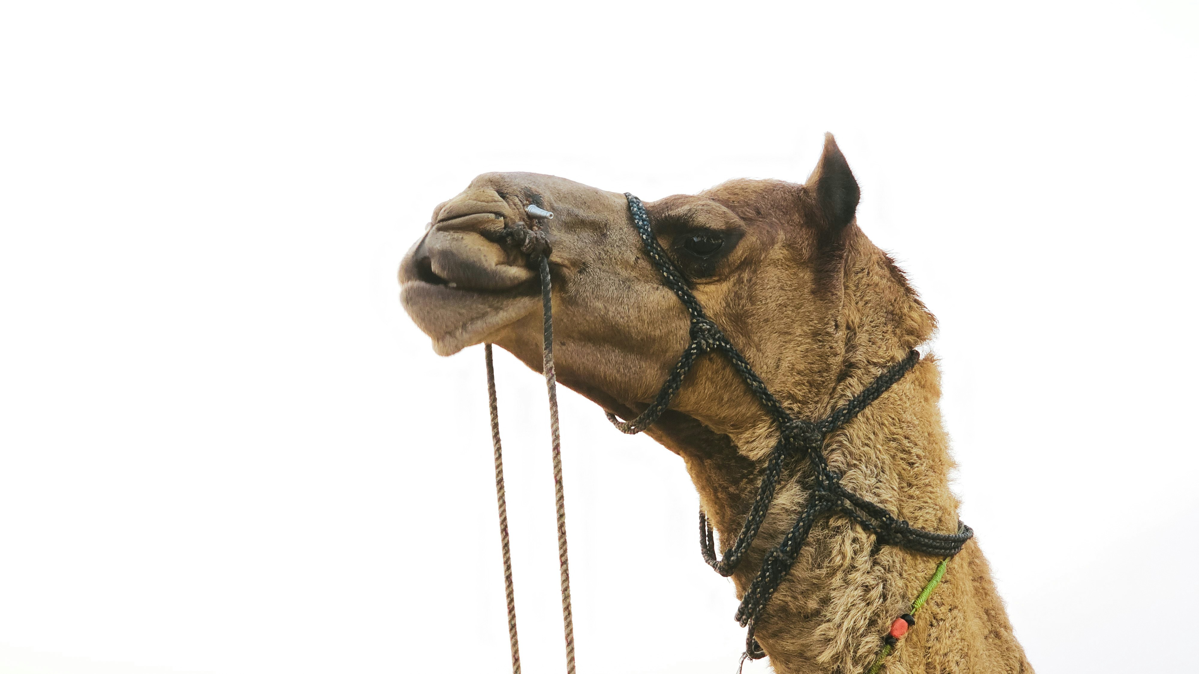CAMEL: Reflexión controlada por confianza para el modelado de recompensas