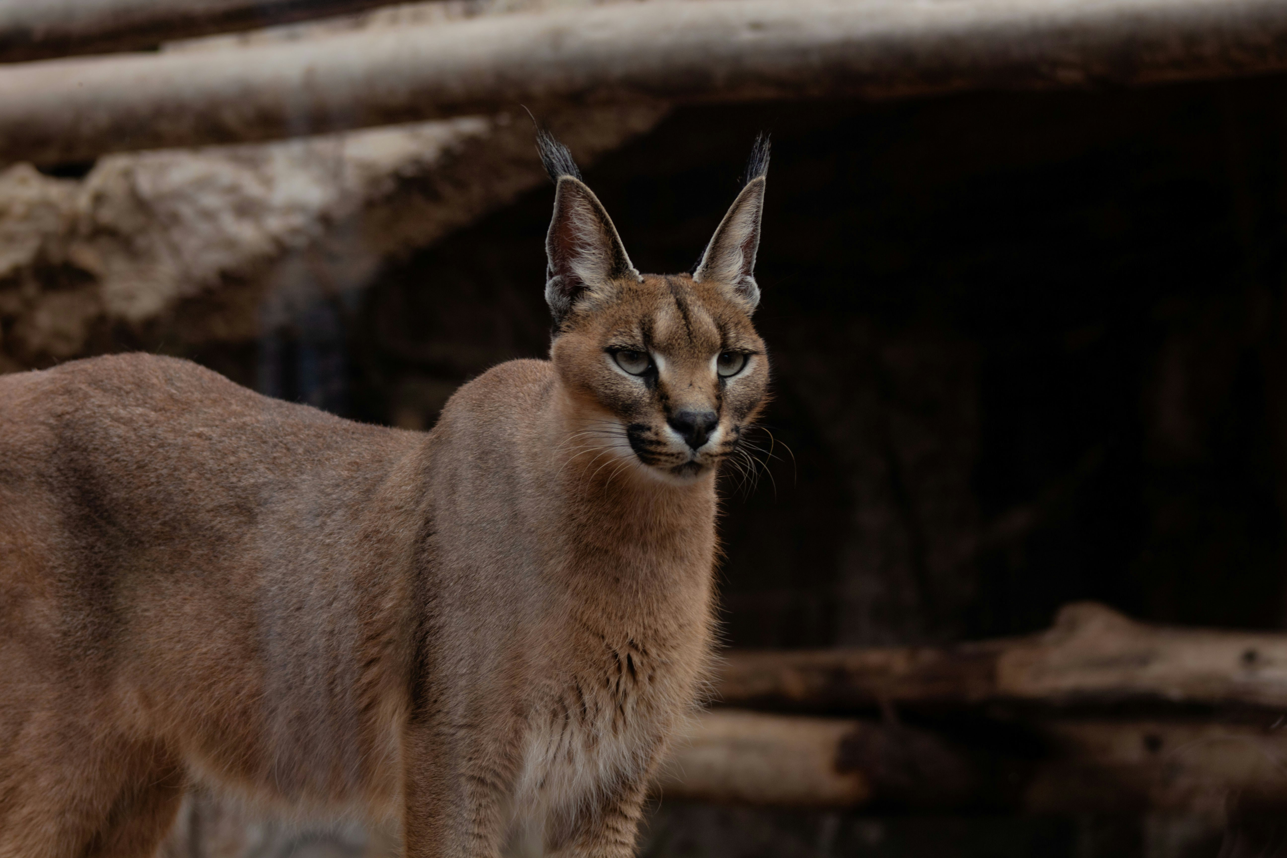 Caracal: Arquitectura Causal mediante Mezcla Espectral