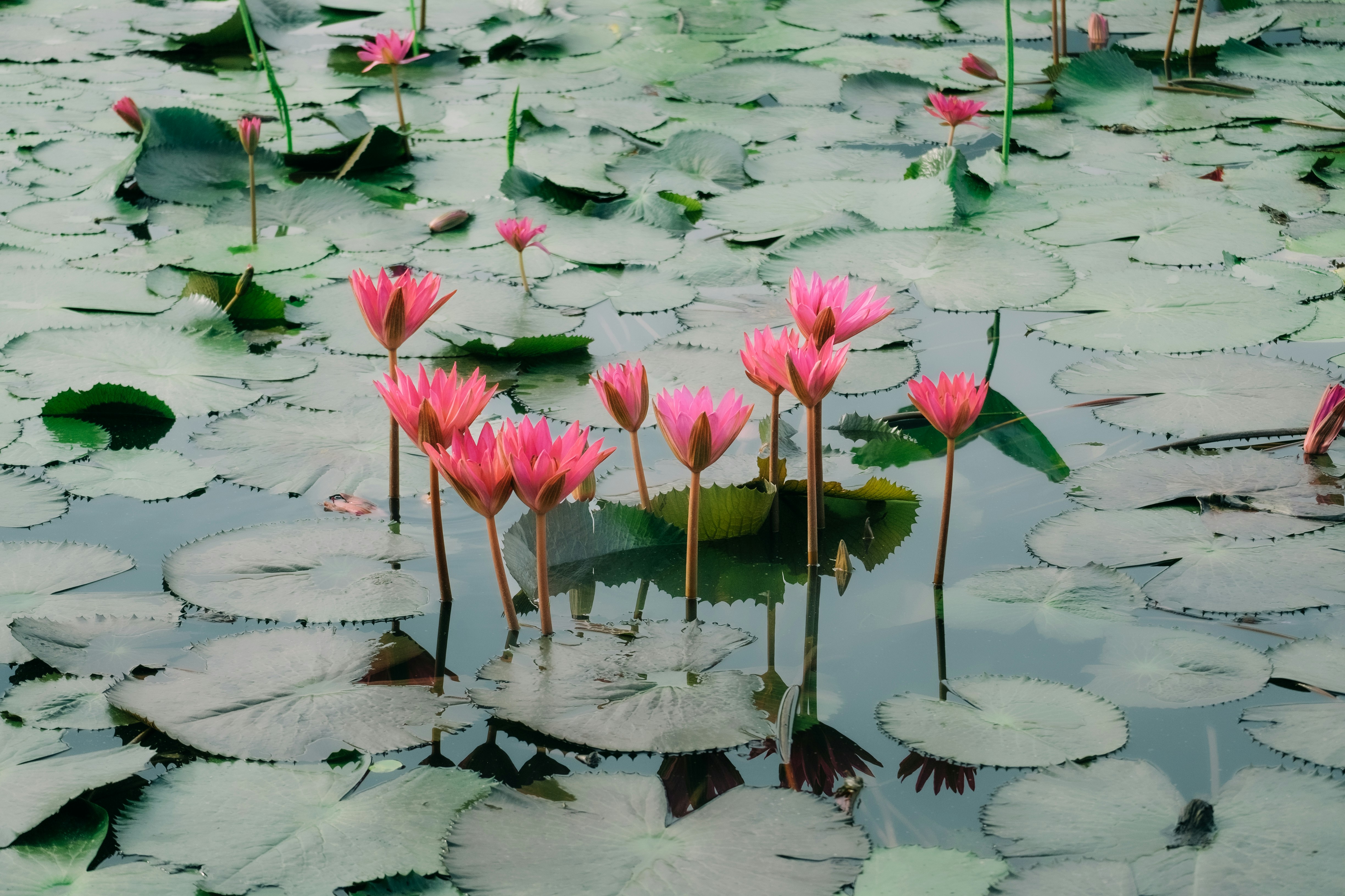 ¿Cuáles son los casos de uso comunes para reemplazar Lotus Notes con una aplicación web?