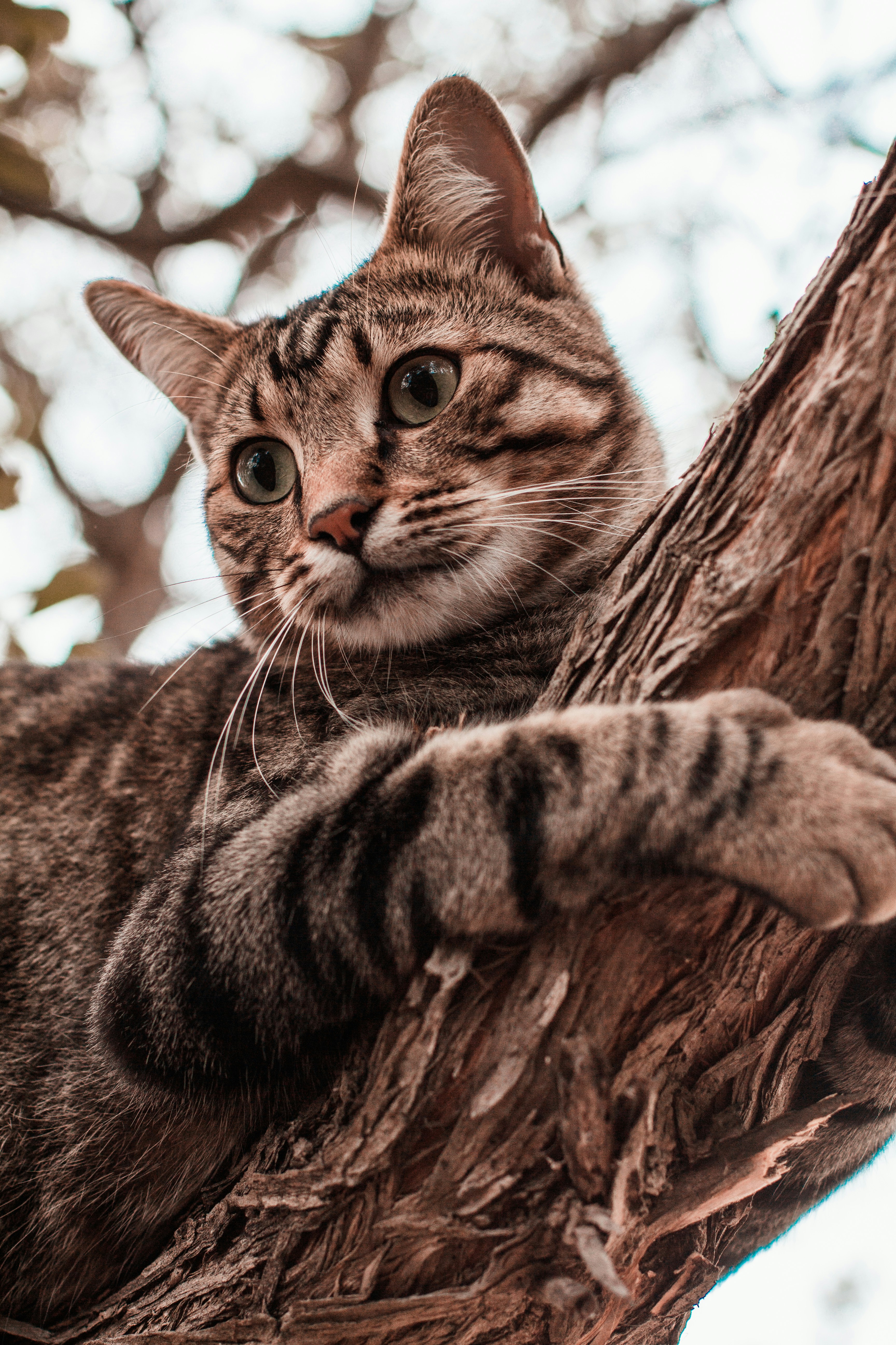 CATS: Especulación de Árbol Adaptativo en Cascada para la Aceleración de Inferencia de LLM con Memoria Limitada