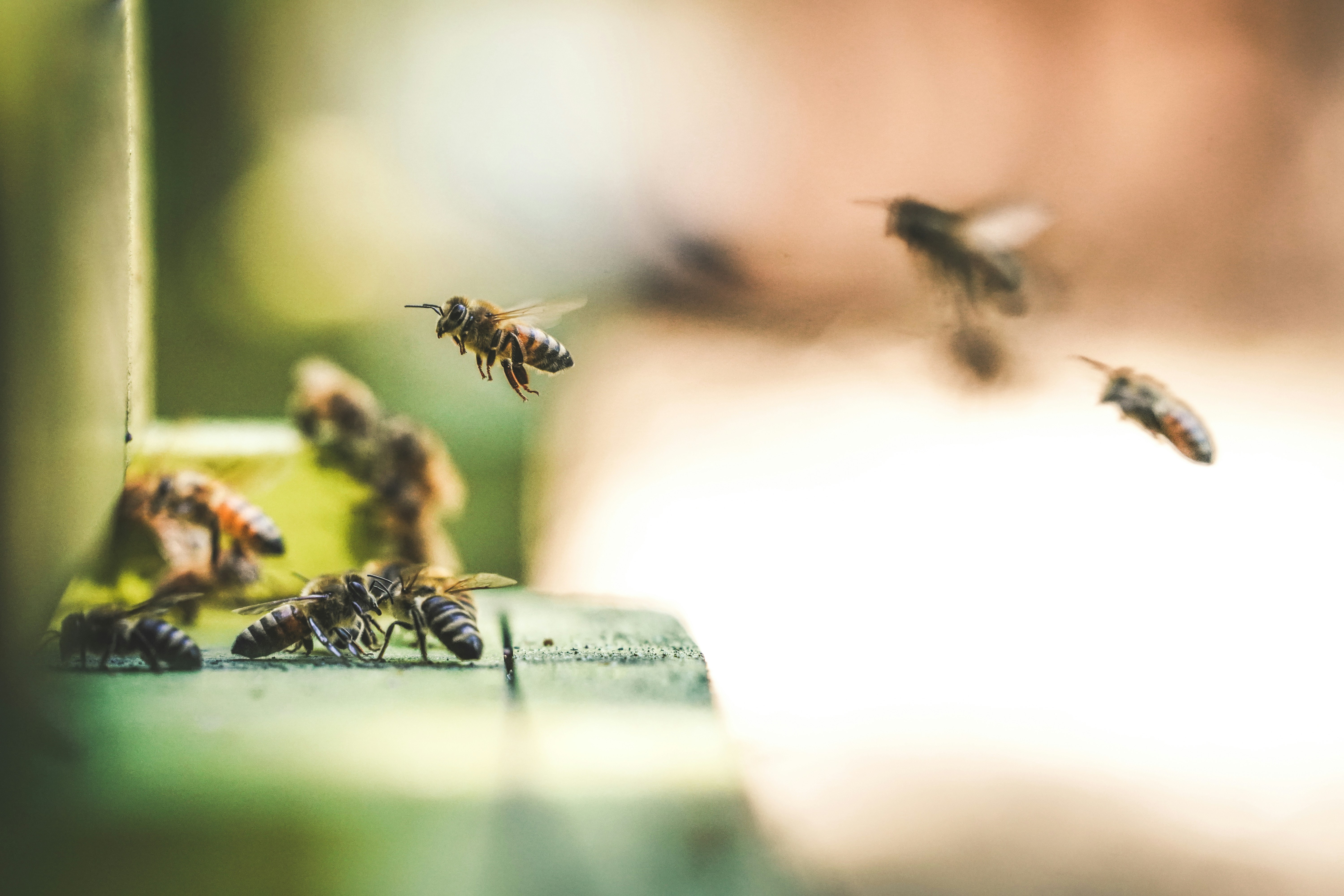 Millones de abejas han prosperado bajo un cementerio de Nueva York durante más de un siglo