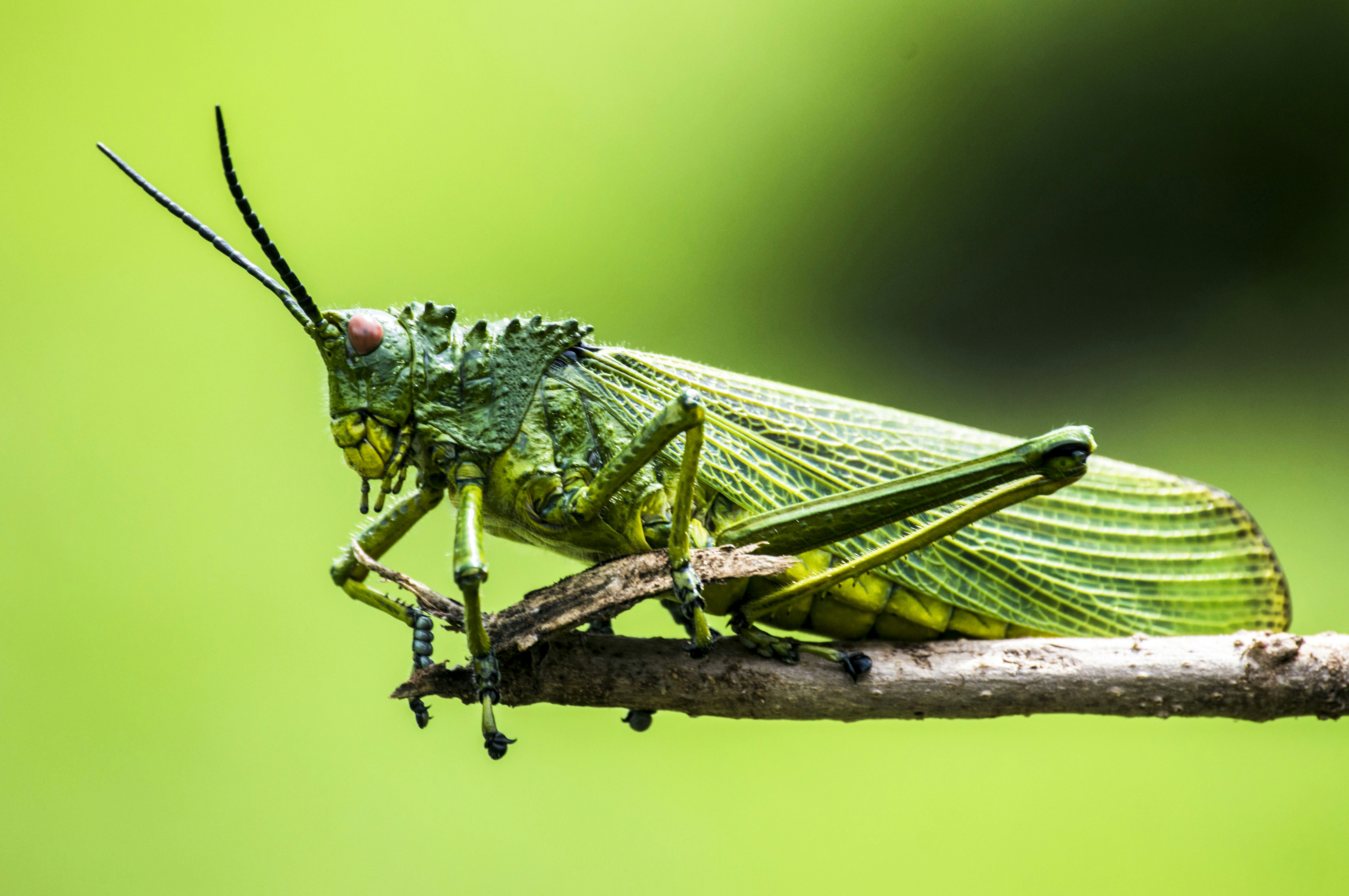 Decodificando cantos: clasificador bioacústico semisupervisado de ortópteros