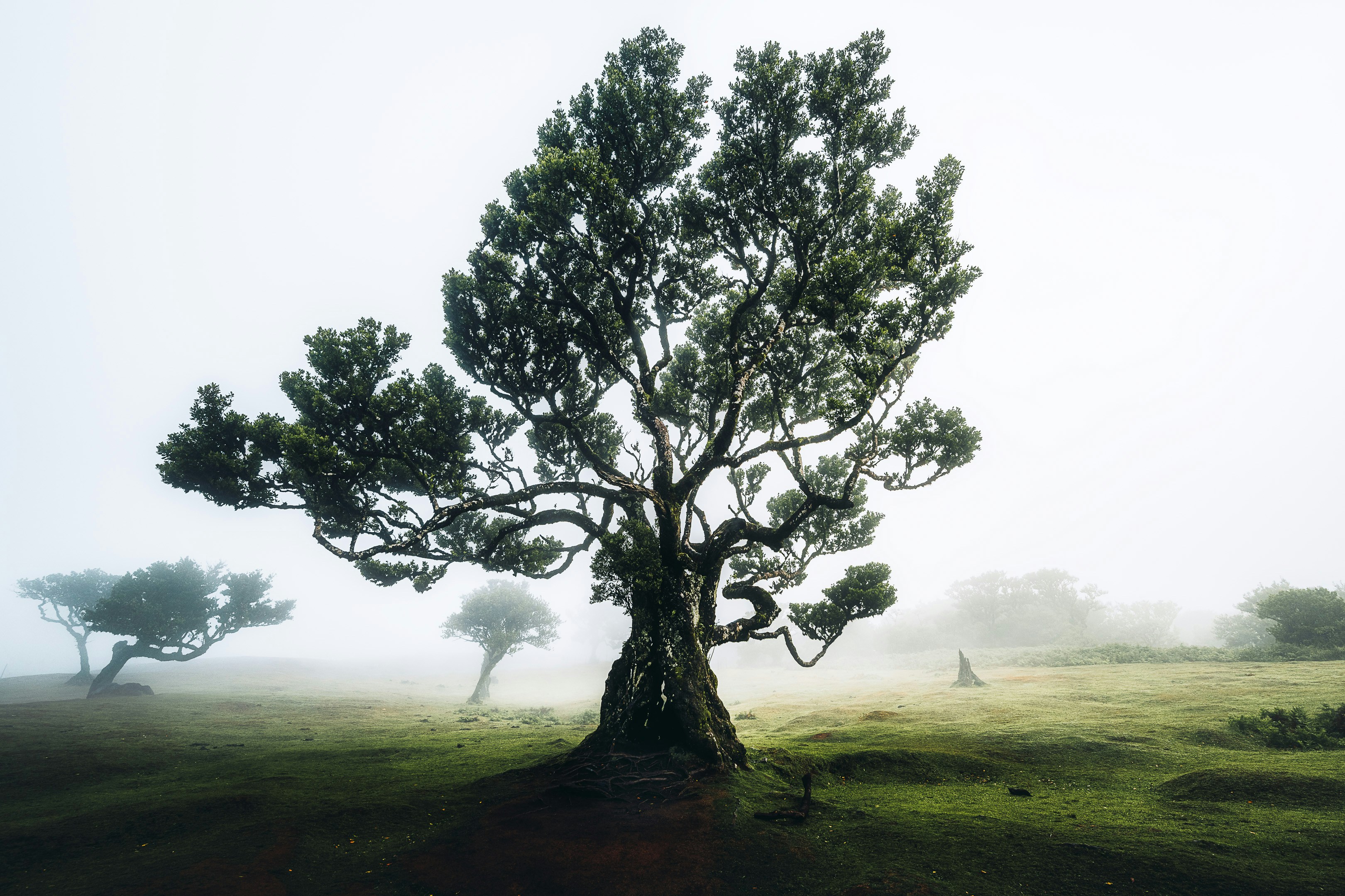 Árbol políticas interpretable para colaboración humano-IA desde razonamiento LLM
