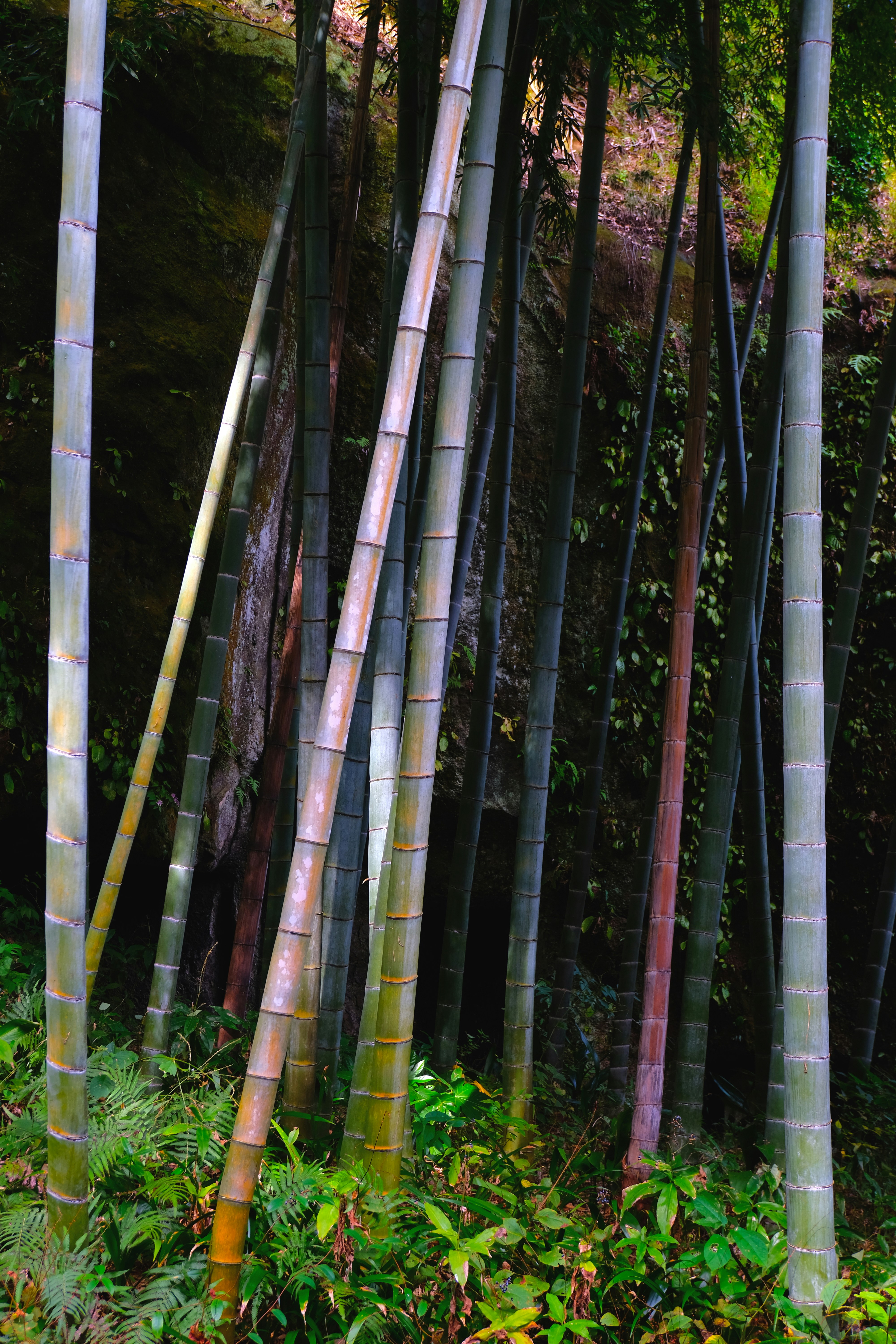  "COLORS: Penyair - Bambú | Un show en COLORS"