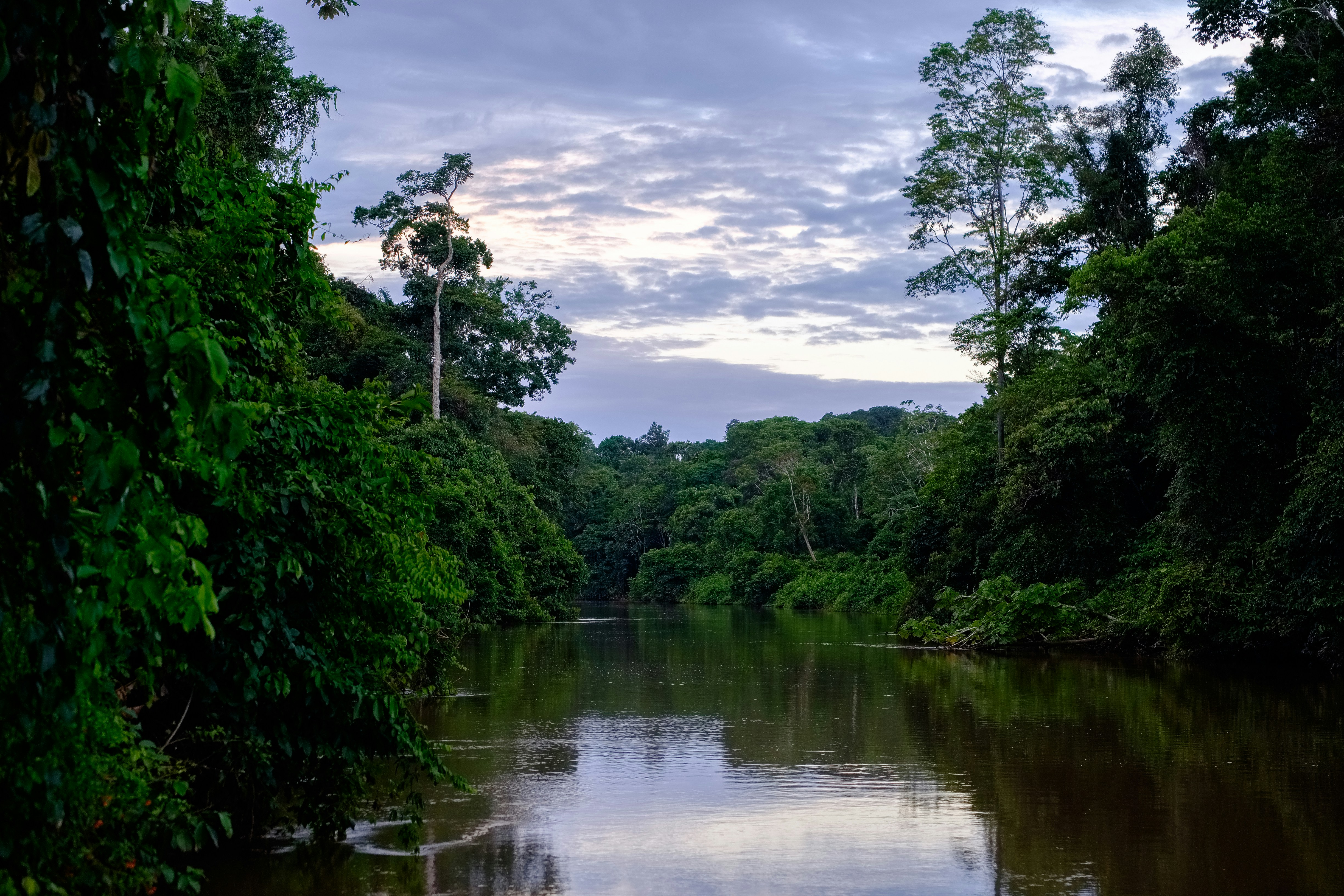 Cometa de perplejidad se dirige hacia la prohibición de Amazon