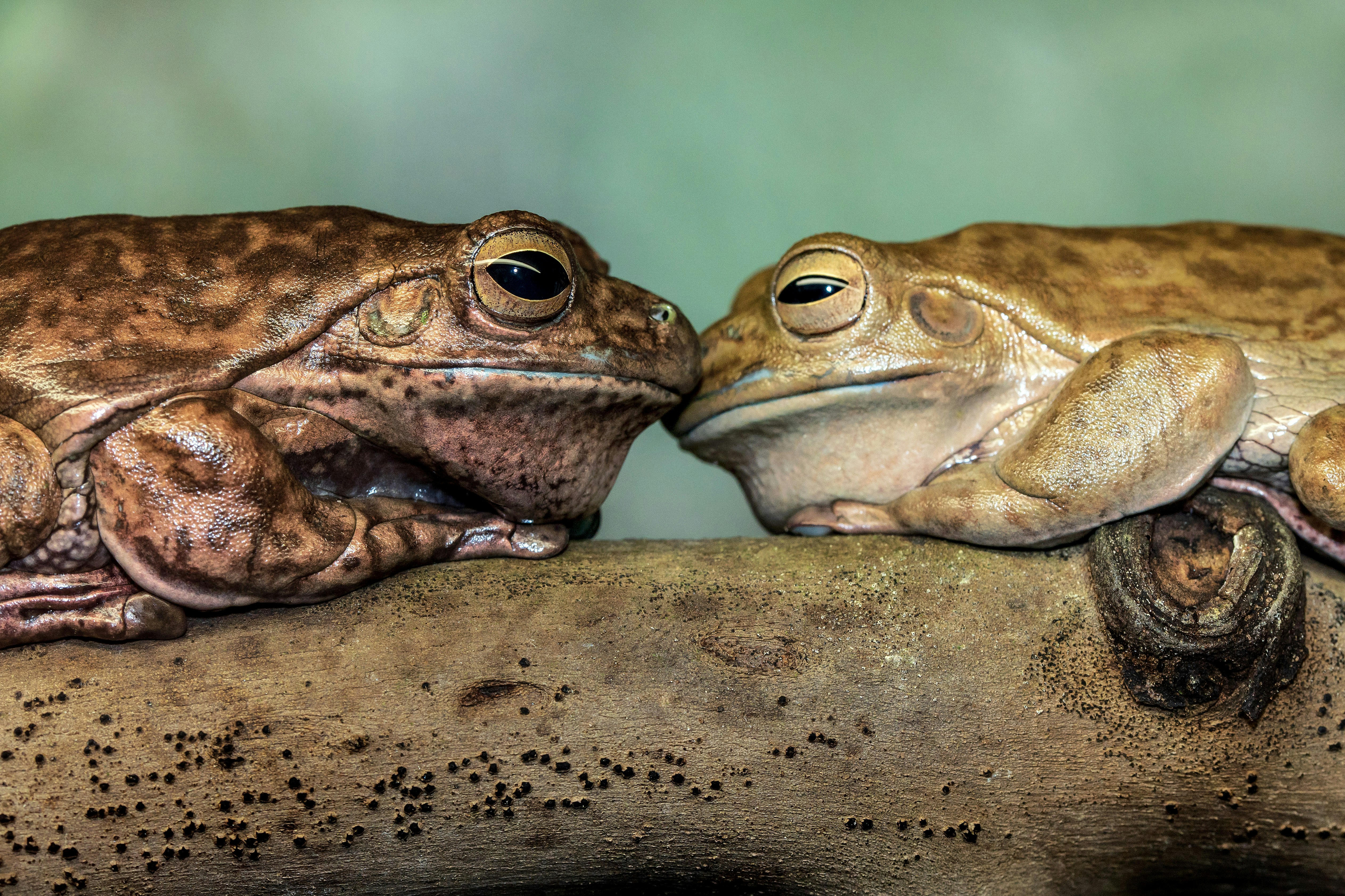 Pepeto vs Little Pepe: Analistas predicen cuál será el meme criptomoneda que liderará la corrida de 2025