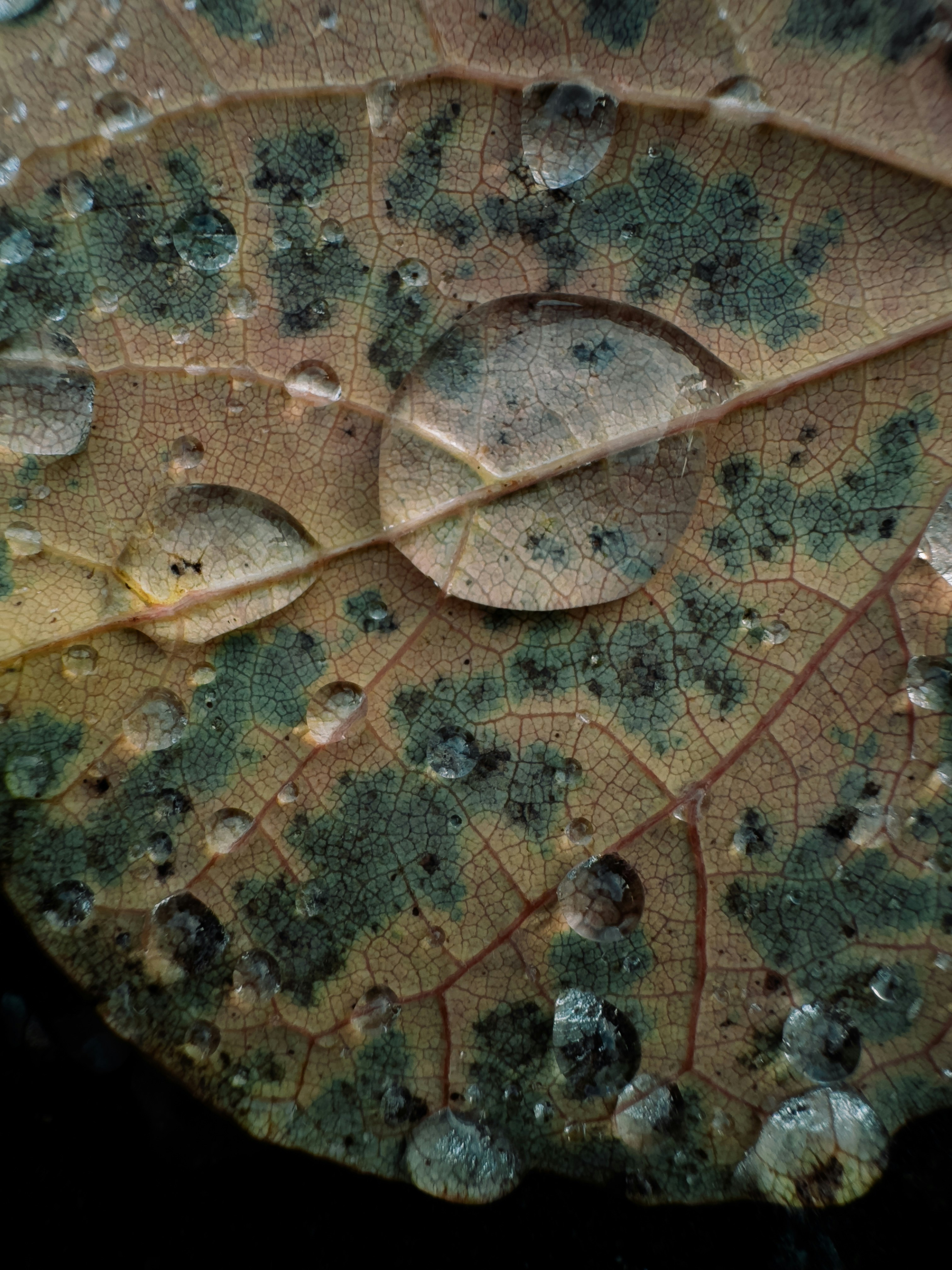 GAD en la naturaleza: Evaluación comparativa de la detección de anomalías en grafos bajo desafíos realistas de implementación