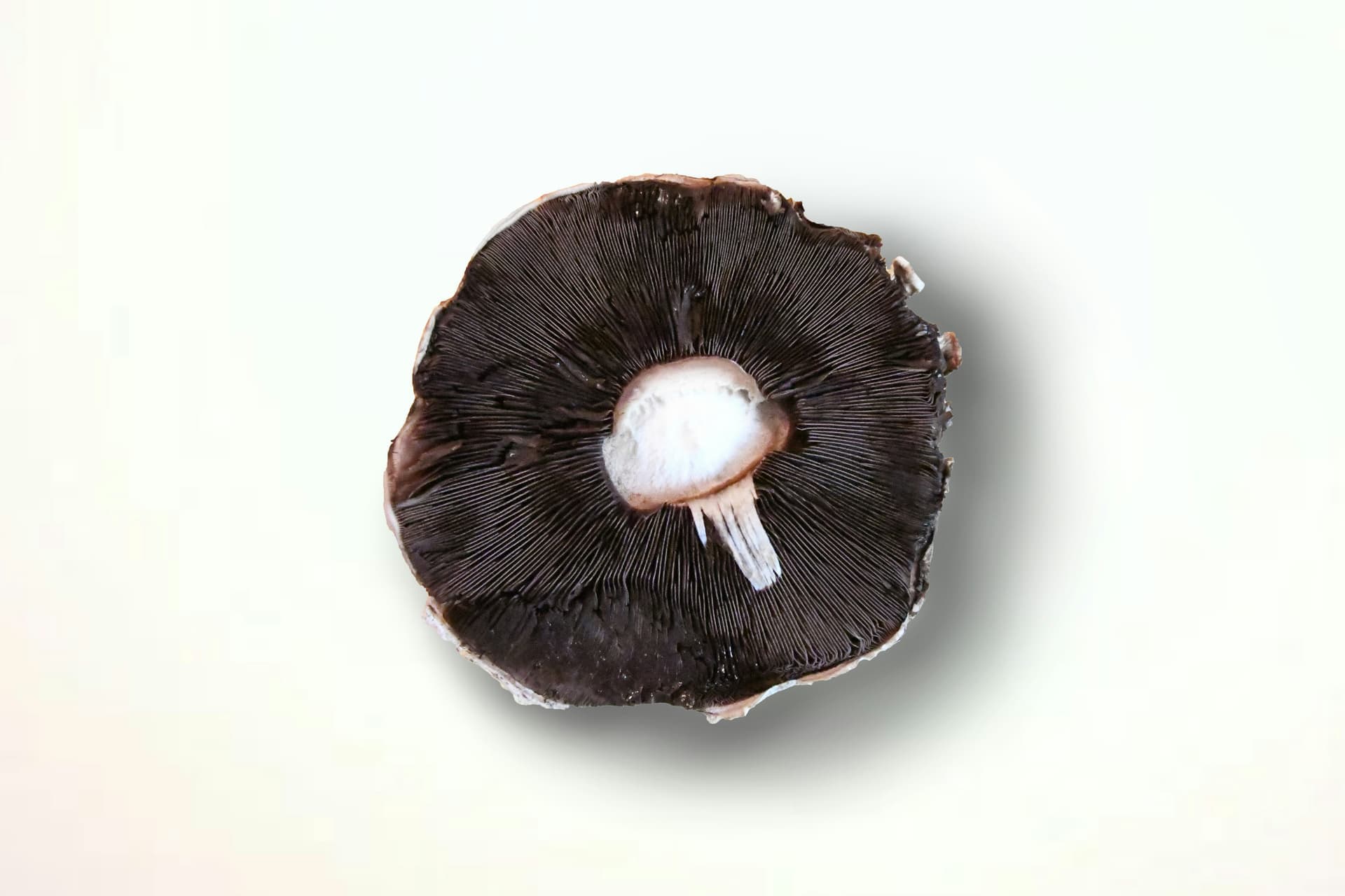 Compra Rize Mushroom Chocolate en línea