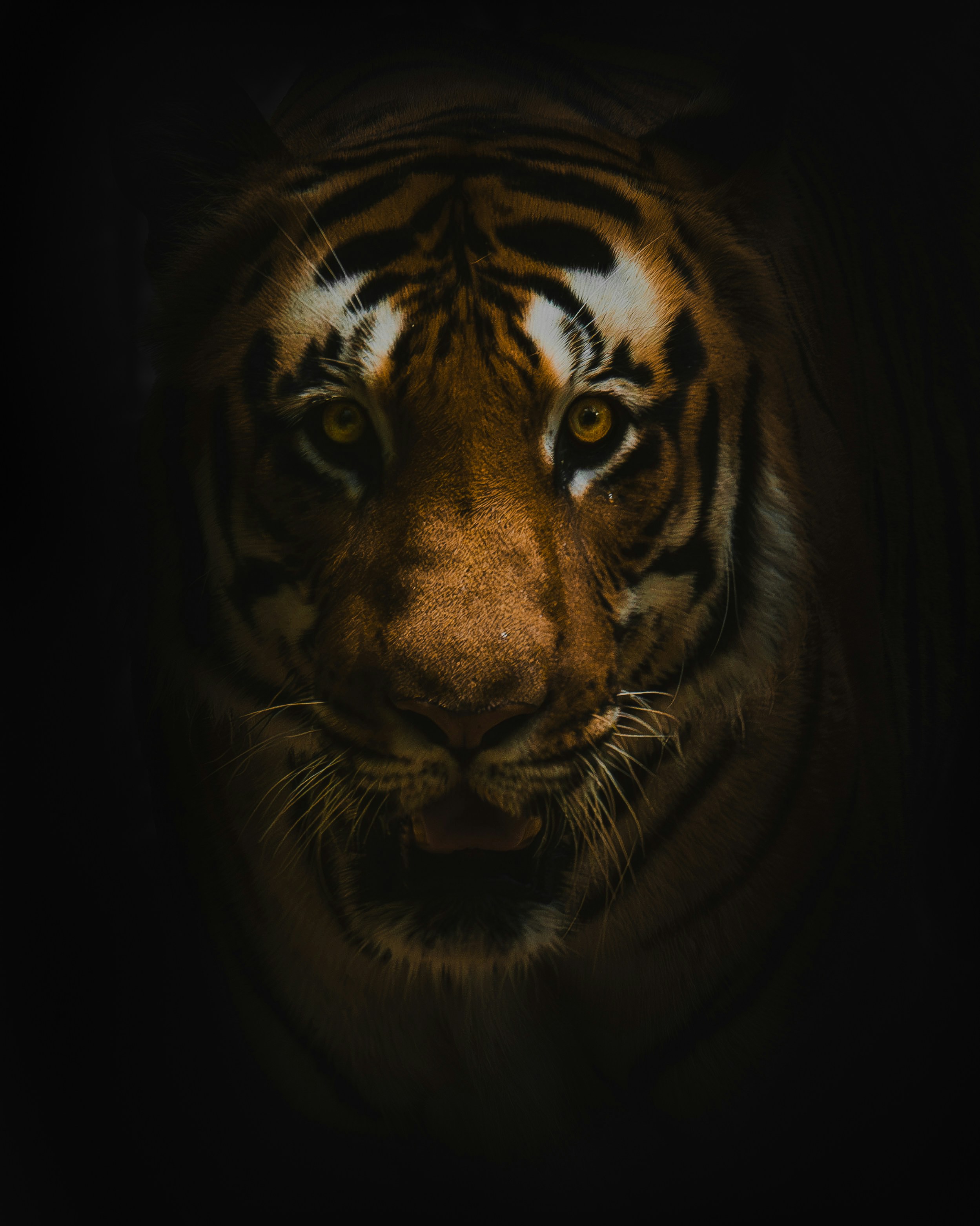 Título: ¿Qué pasa el Tigre MCP me desbordó la mente - aquí está la capa visual que estoy construyendo para completarlo?