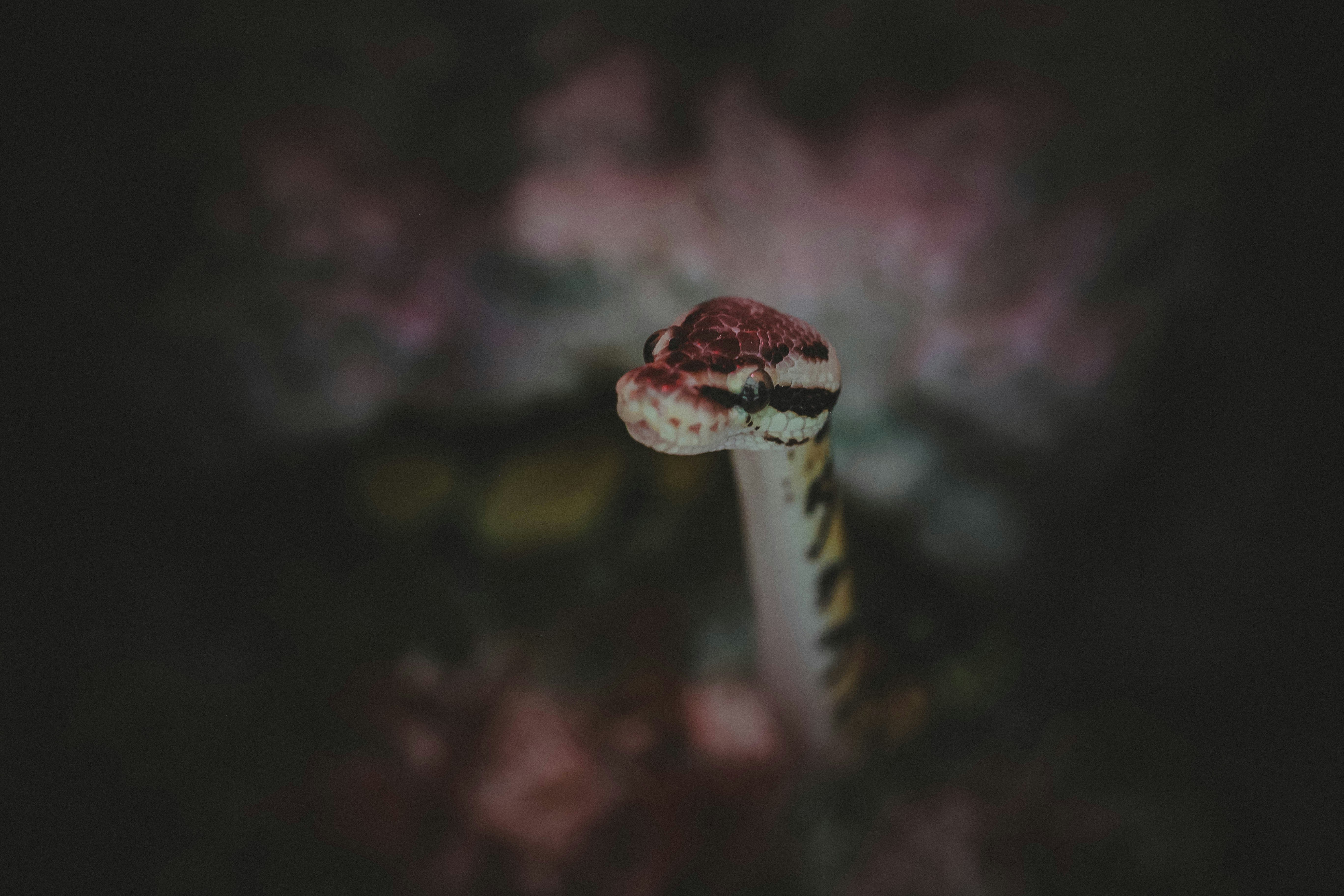 Cómo construí un motor de recomendación de anime impulsado por RAG con Python & FastAPI (Abriendo el viaje al código abierto)