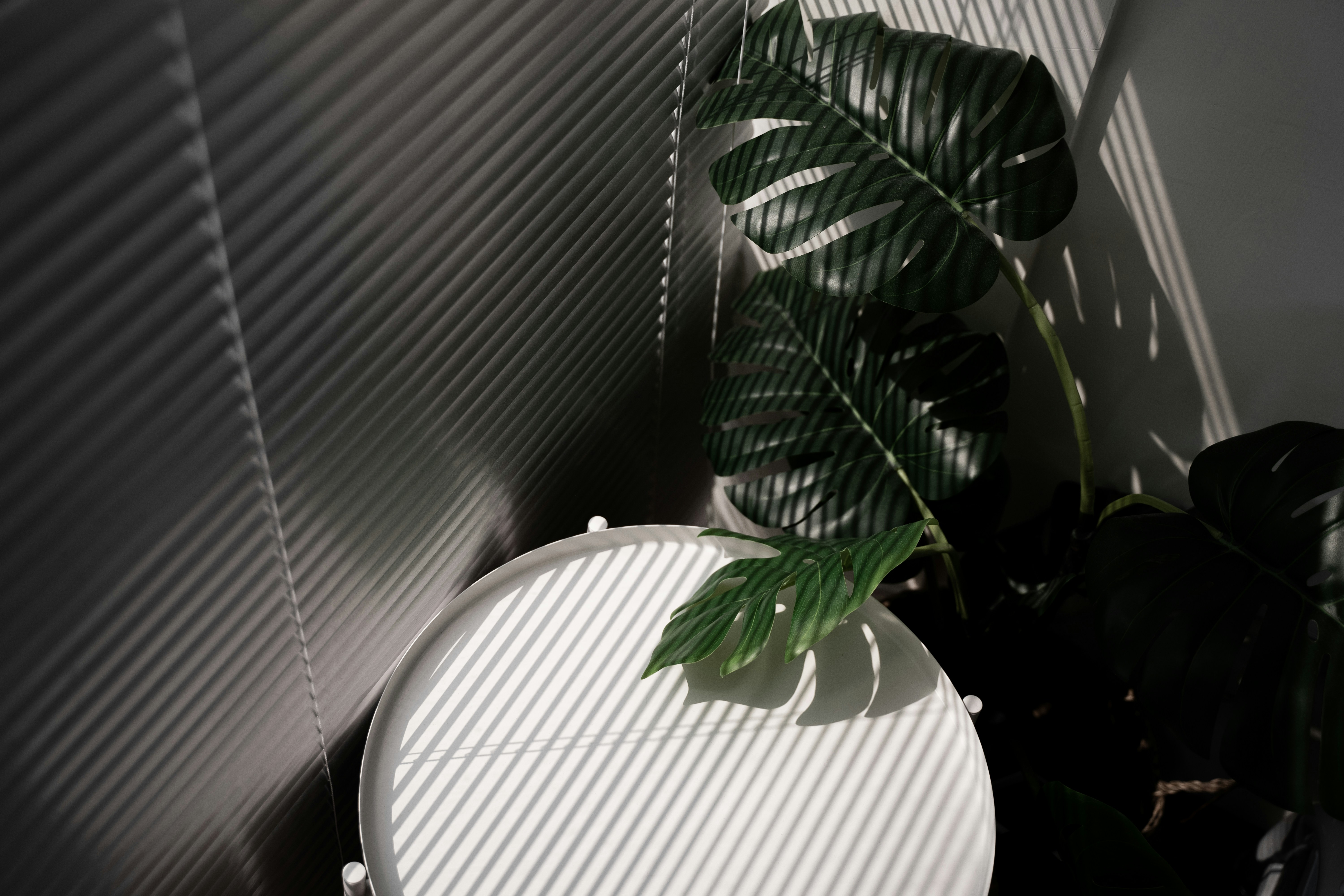  Contando plantas con AI: Revolucionando la contabilización para un futuro más verde
(Contando plantas con inteligencia artificial: Revolucionando la cuenta para un futuro más verde)