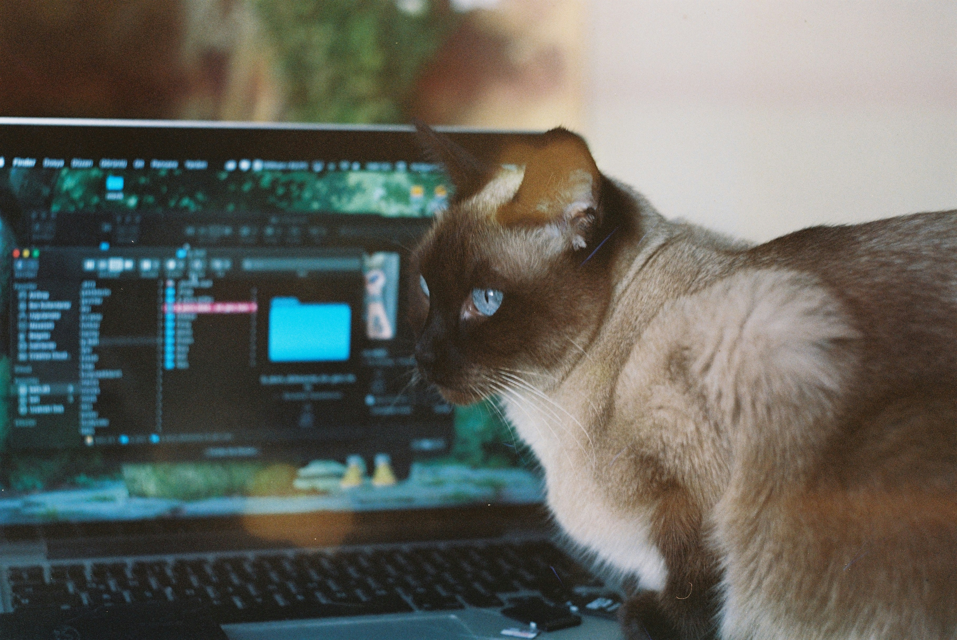 Analytics de Video de Animales SoraStats: Crea Contenido Viral de Mascotas