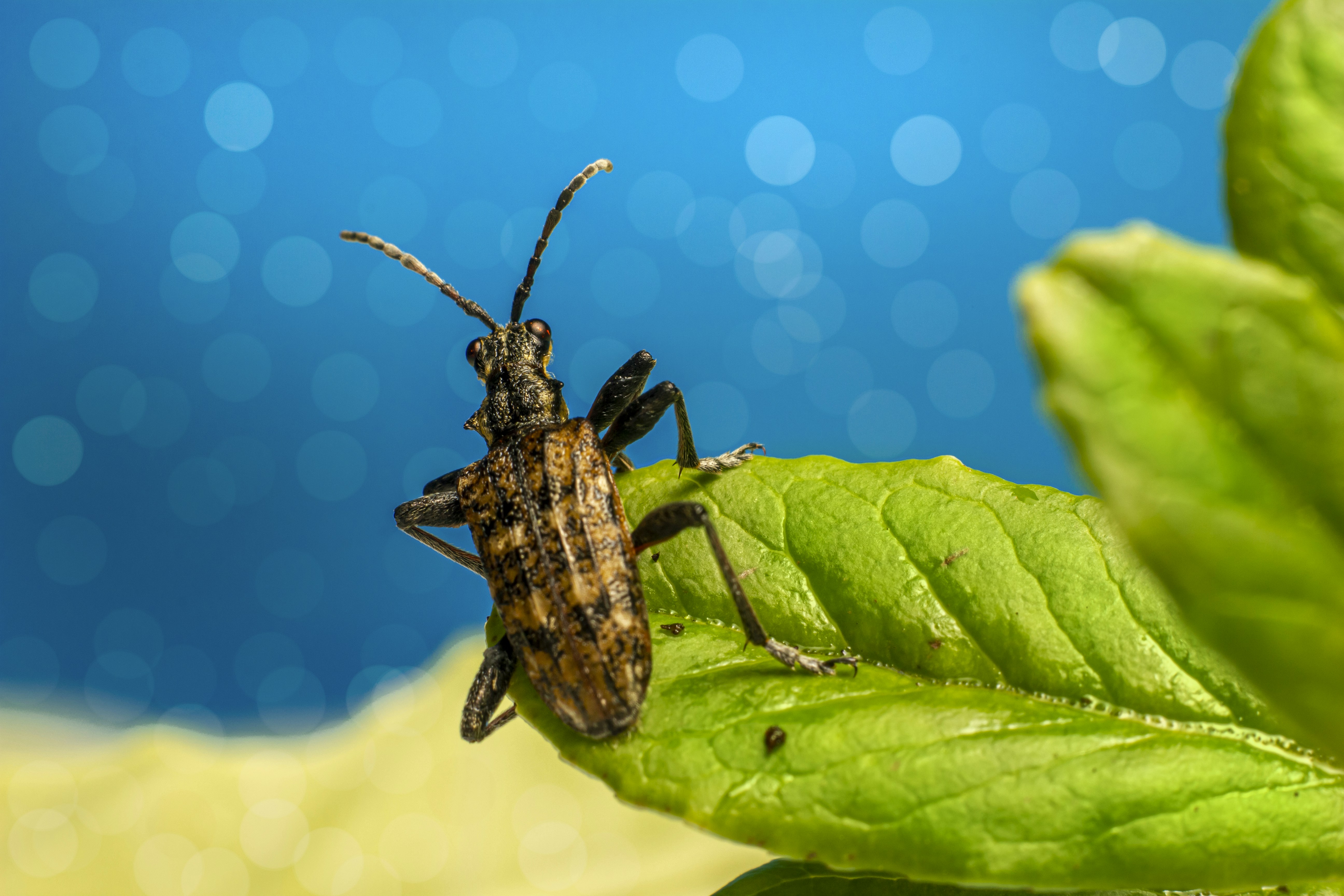 El Ingrediente Oculto para el Éxito de un Restaurante: Control Efectivo de Plagas