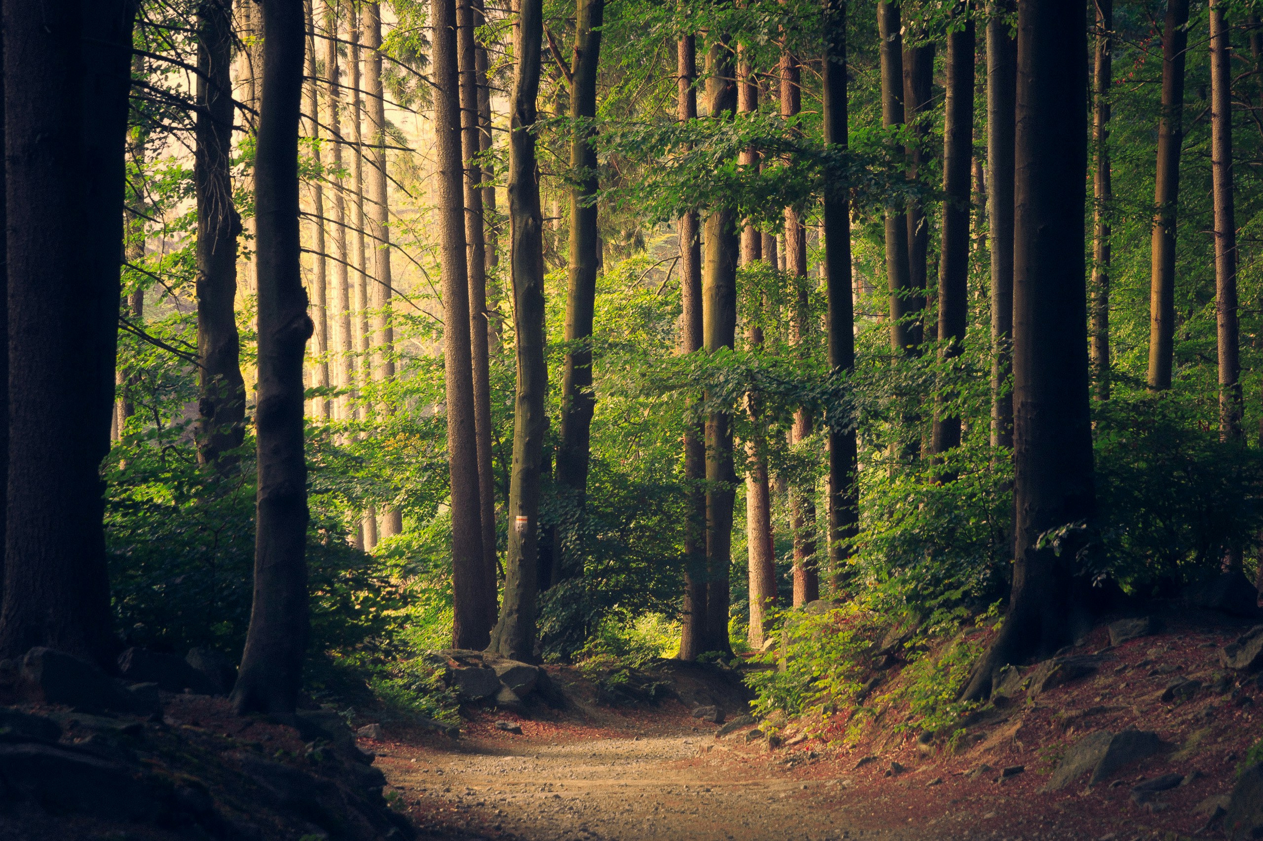 Corrigiendo la importancia de variables en Random Forests