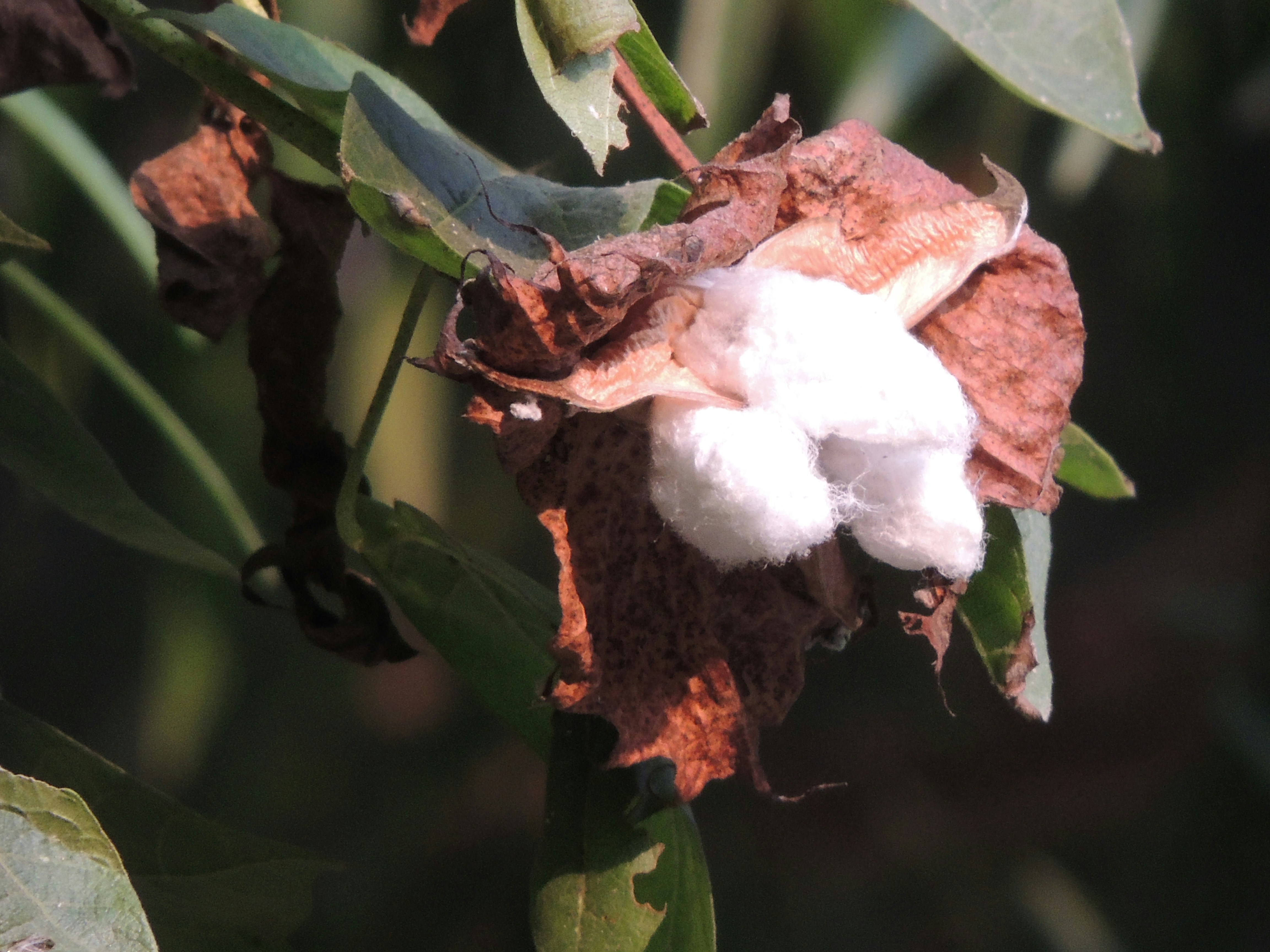 CottonLeafVision: aprendizaje profundo para detectar enfermedades en algodón