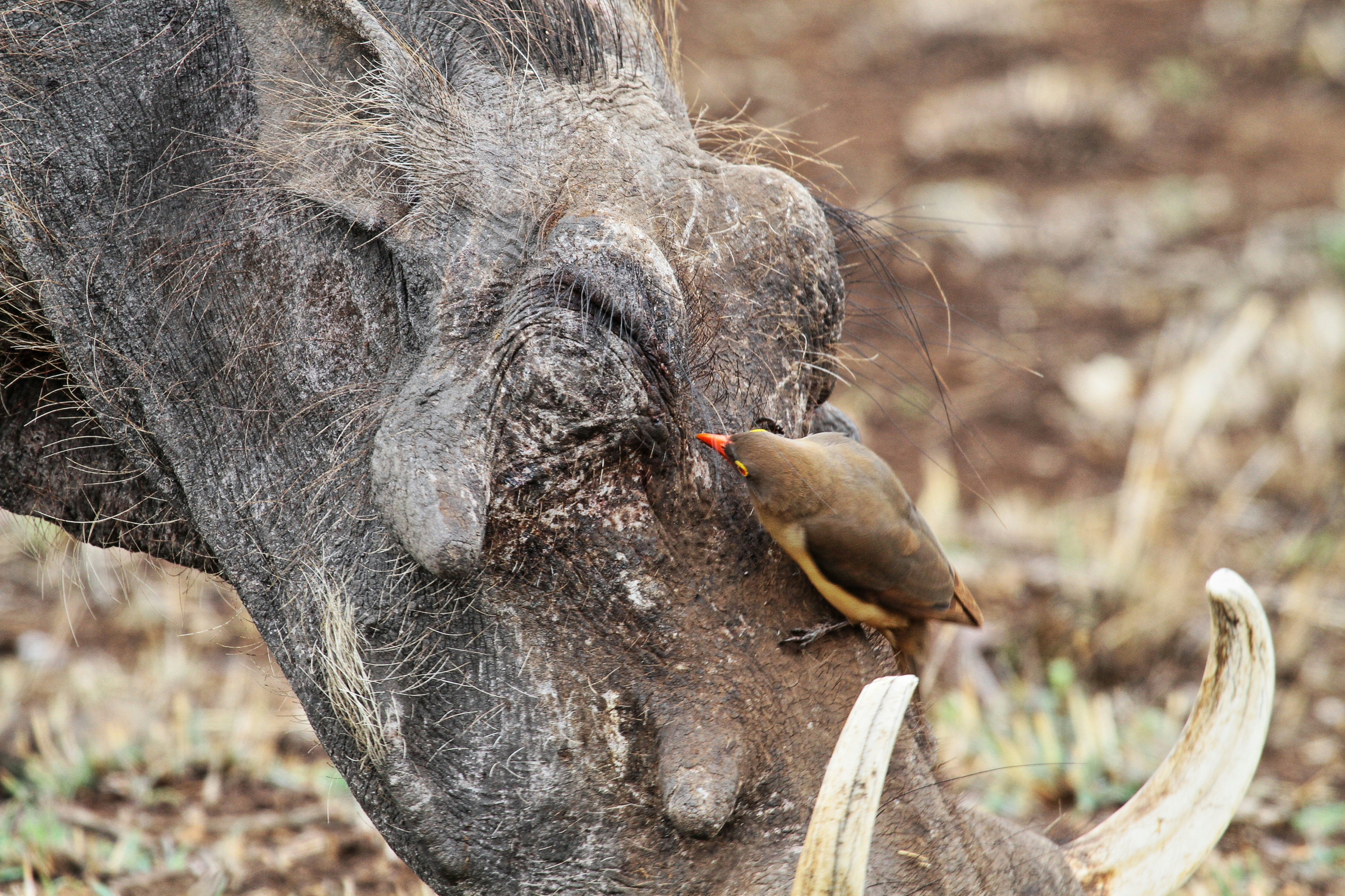 Adquisición del Pan Antropico: Cuando un Gigante de Inteligencia Artificial Agarra el Motor de Ejecución