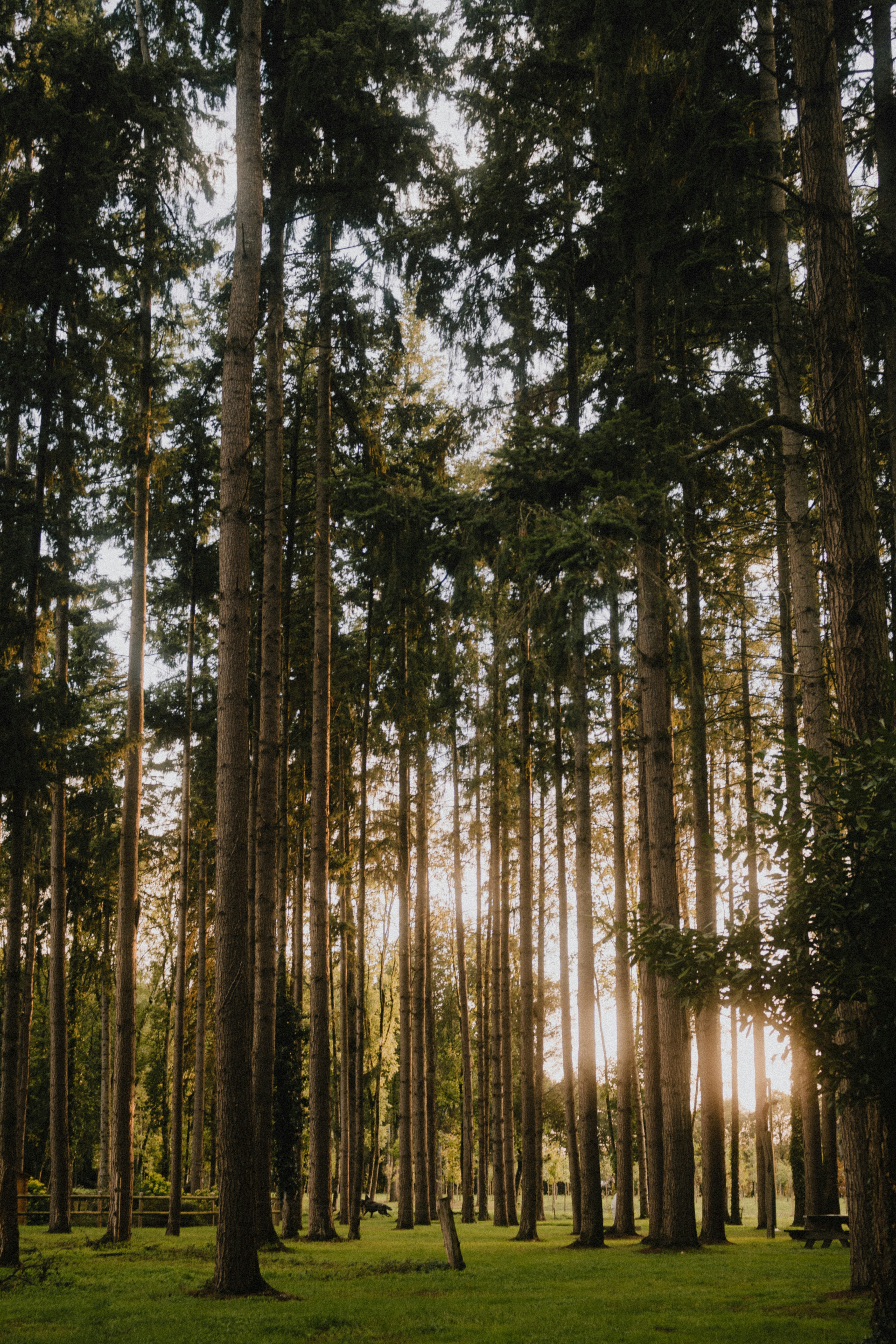 ¿Cuántos árboles en Random Forest? Plateau Search y Optuna