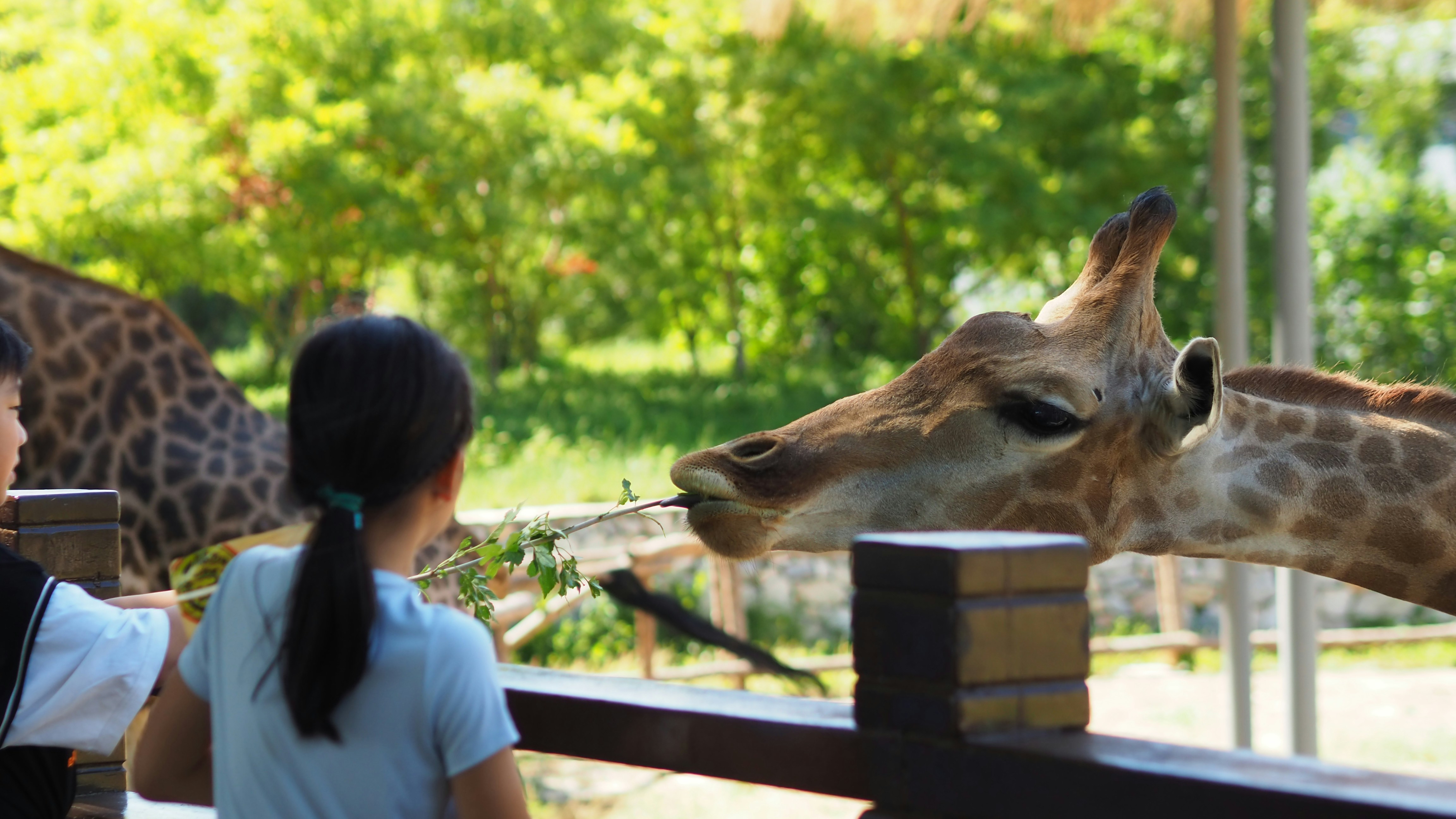 CUPID en el Zoológico de Modelos: Matchmaking Online para Elegir tu LLM Ideal