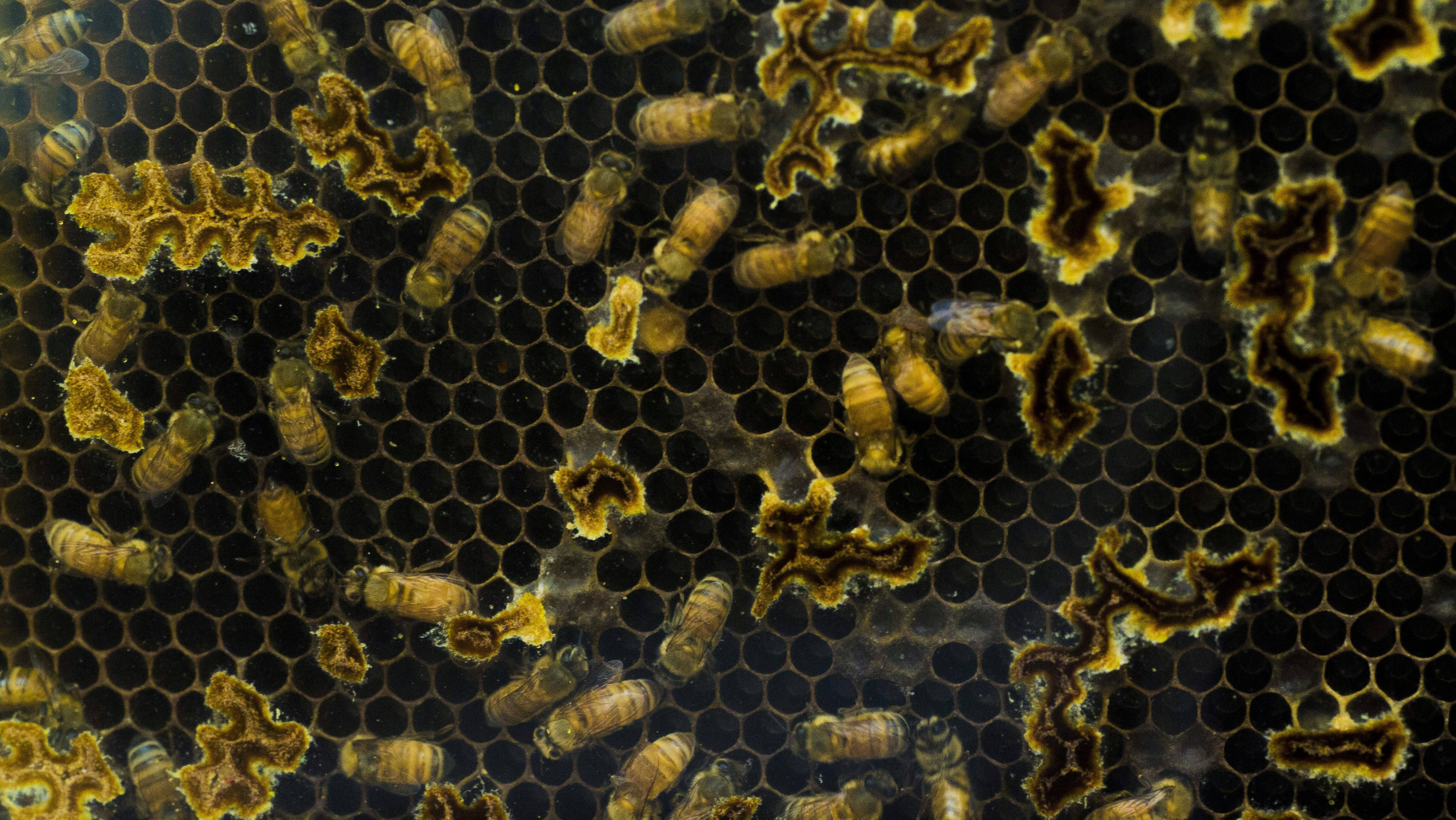 ¿Cómo garantiza el desarrollo de API personalizadas la precisión de los datos?