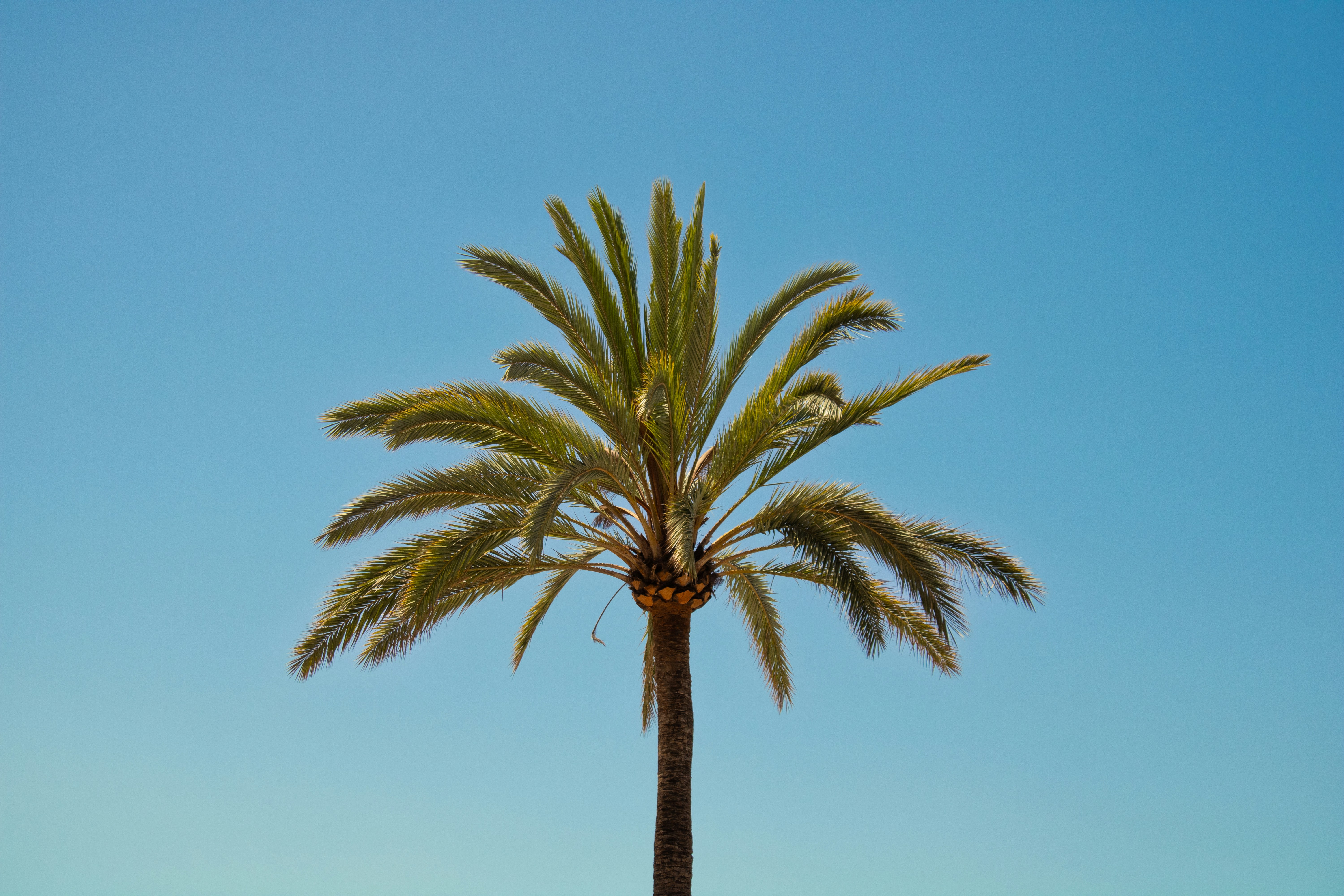 Desarrollo de aplicaciones en Palma