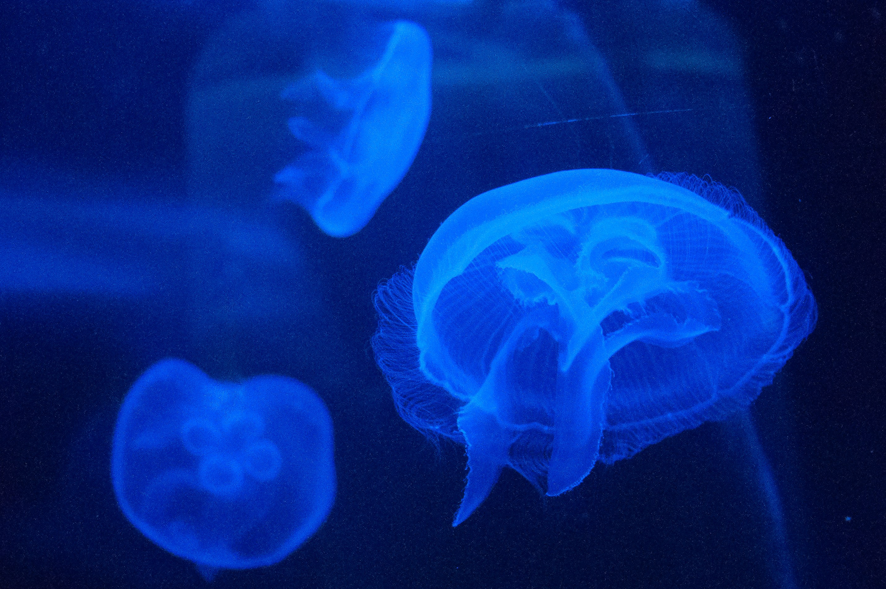 Científicos cultivan cerebros humanos miniatura para alimentar computadoras