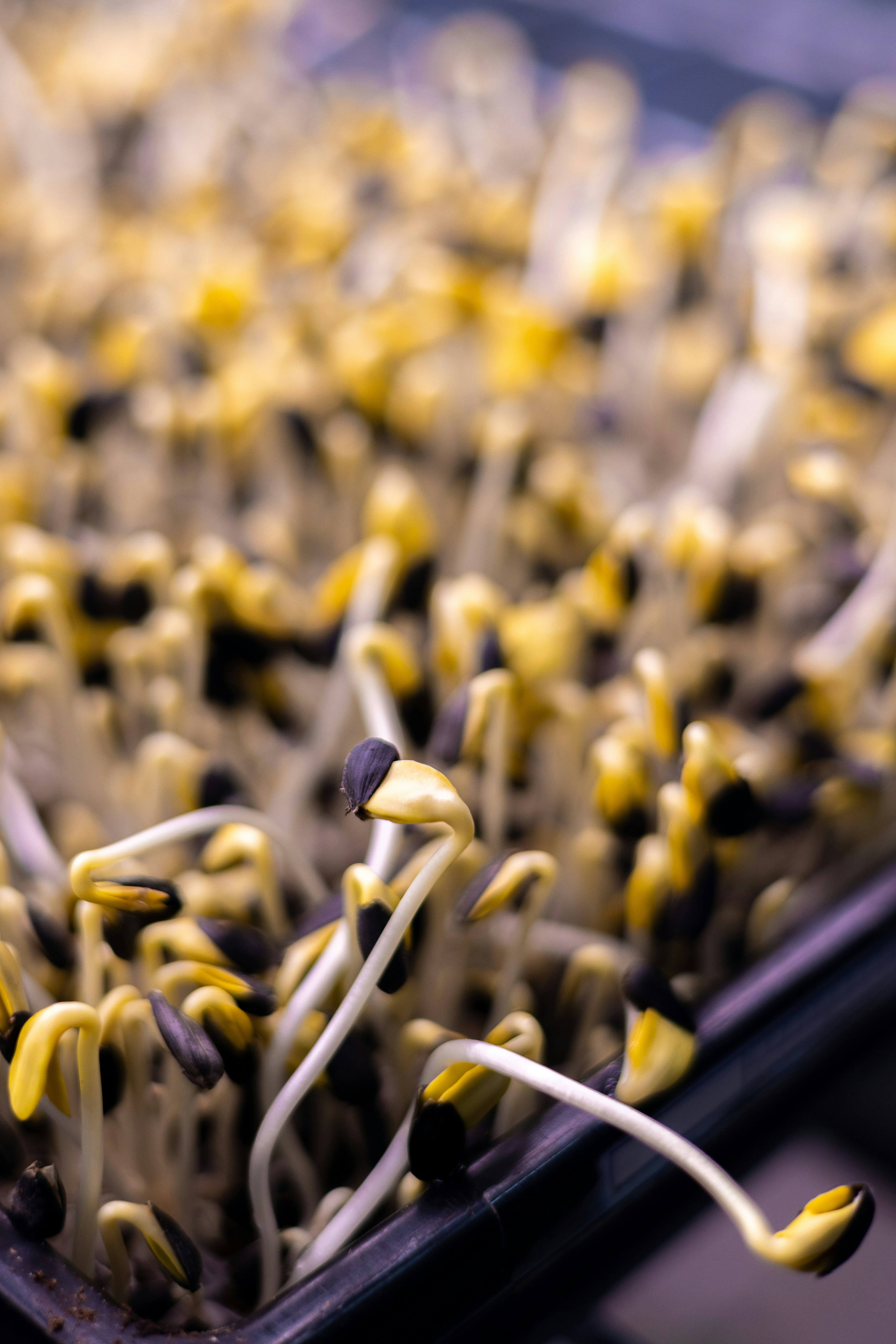 ¿Cómo encaja el desarrollo de ERP personalizado para la manufactura en la estrategia digital de una empresa?